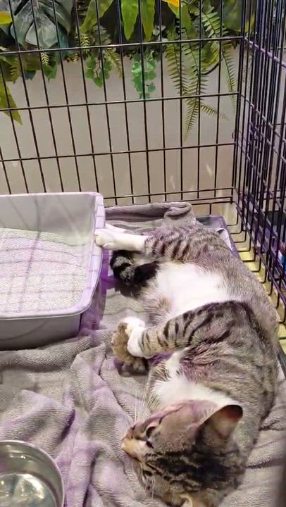 Enlarge Louis Vuitton, an adopted Domestic Short Hair in West Palm Beach, FL video 4/4