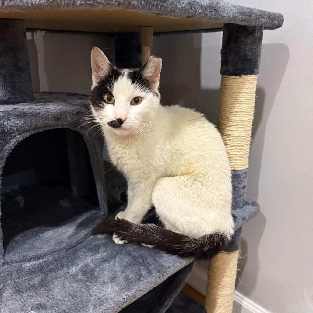 Enlarge Oliver, a Adoptable Domestic Short Hair in Howard beach, NY image 1/6