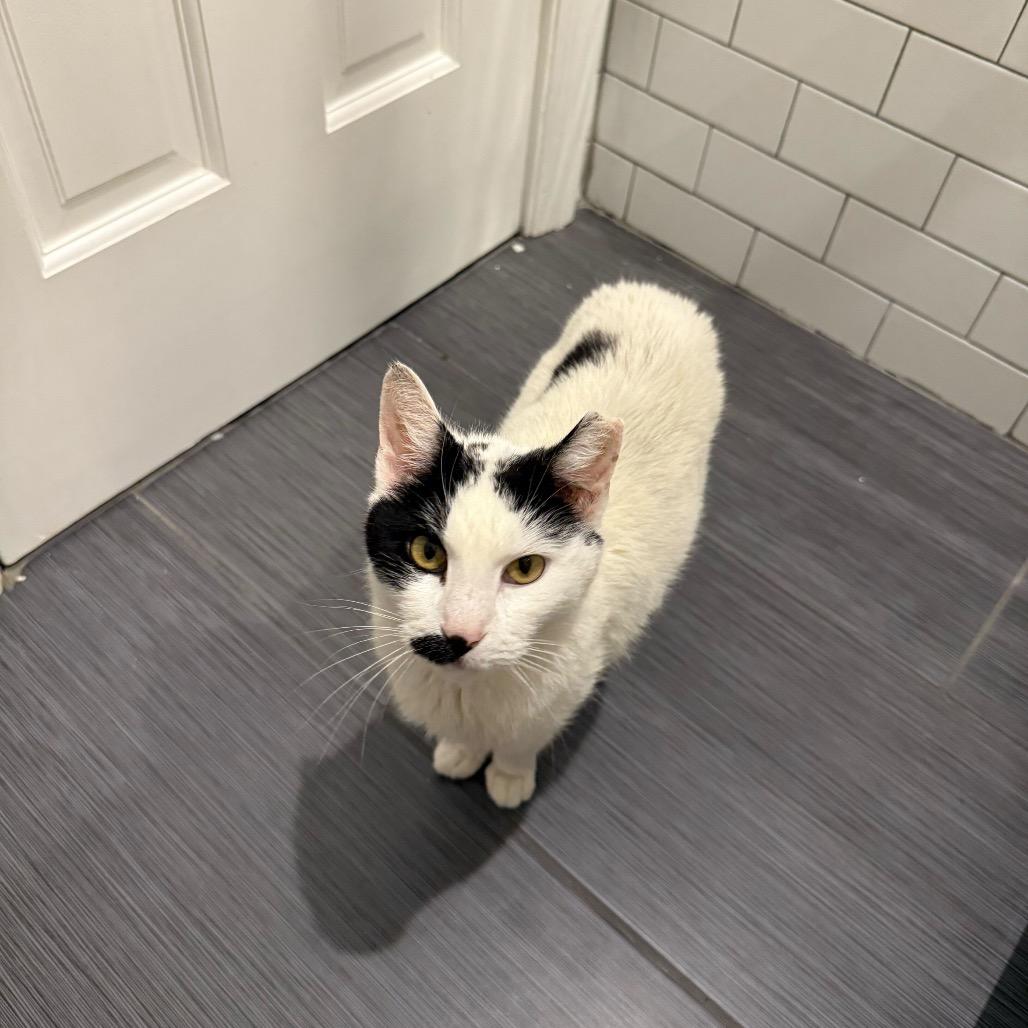 Enlarge Oliver, a Adoptable Domestic Short Hair in Howard beach, NY image 2/6