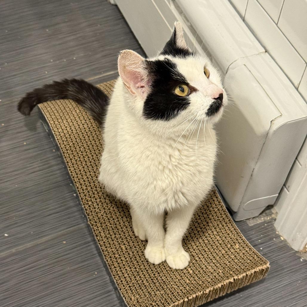 Enlarge Oliver, a Adoptable Domestic Short Hair in Howard beach, NY image 3/6