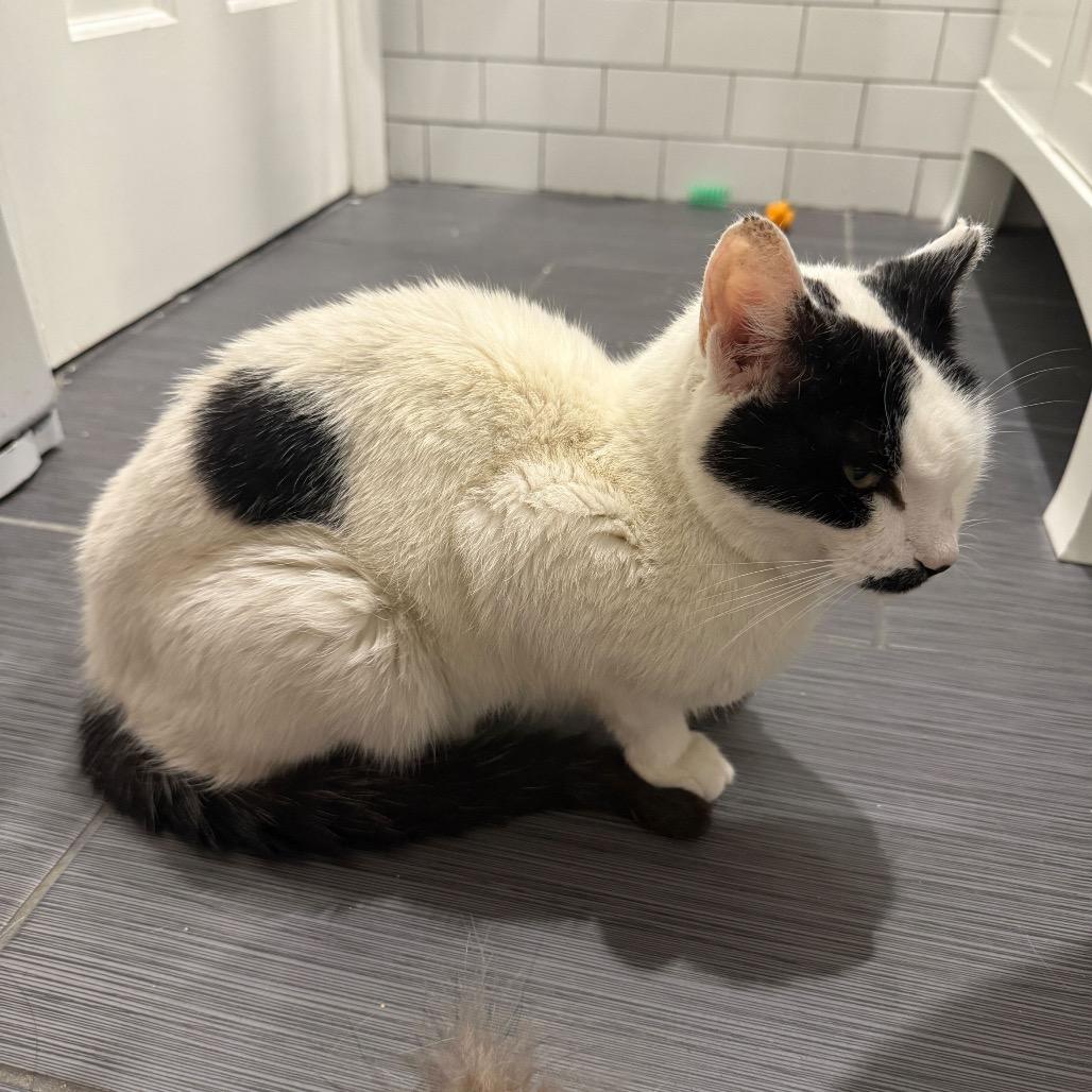 Enlarge Oliver, a Adoptable Domestic Short Hair in Howard beach, NY image 4/6