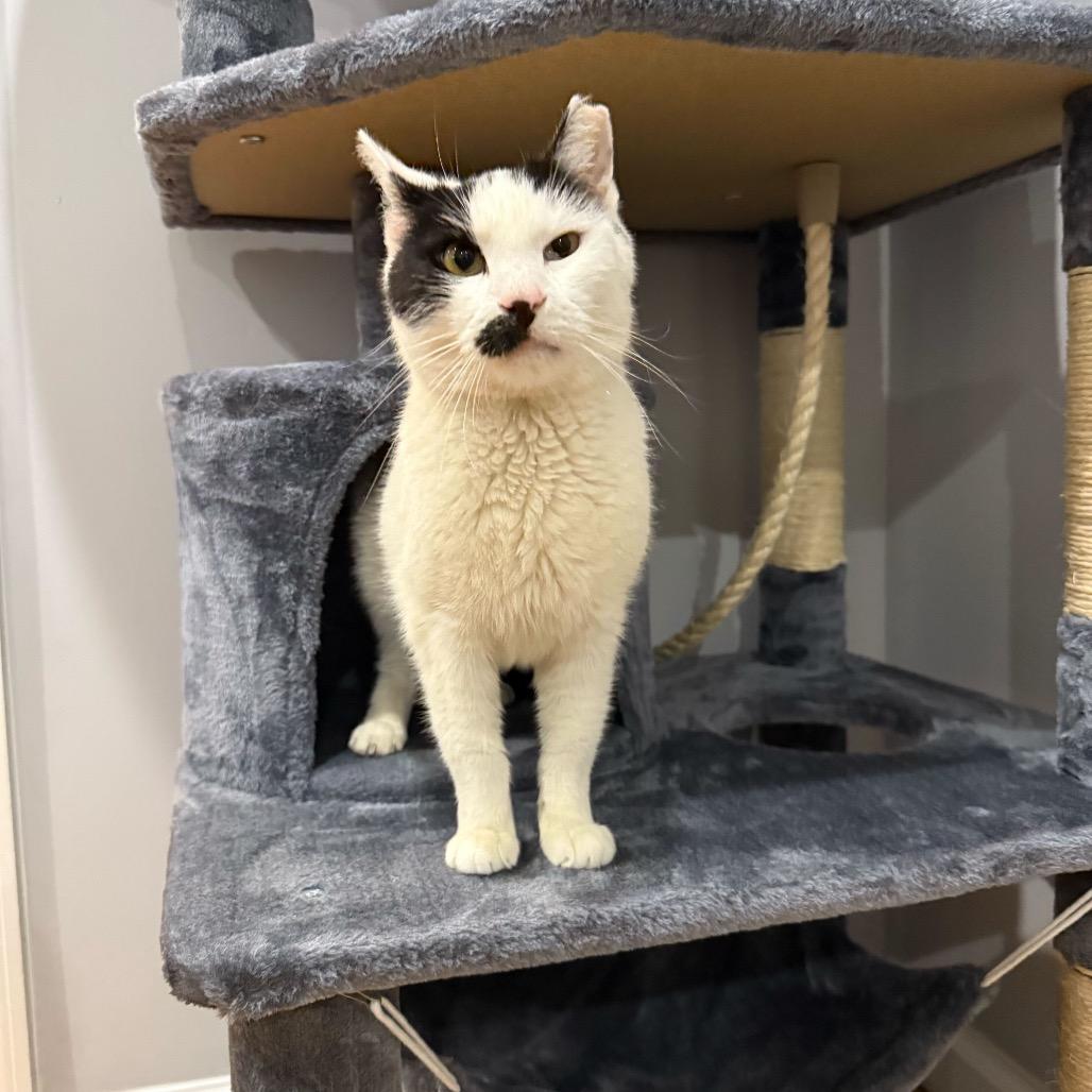 Enlarge Oliver, a Adoptable Domestic Short Hair in Howard beach, NY image 5/6