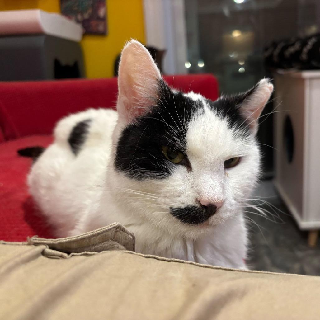 Enlarge Oliver, a Adoptable Domestic Short Hair in Howard beach, NY image 6/6