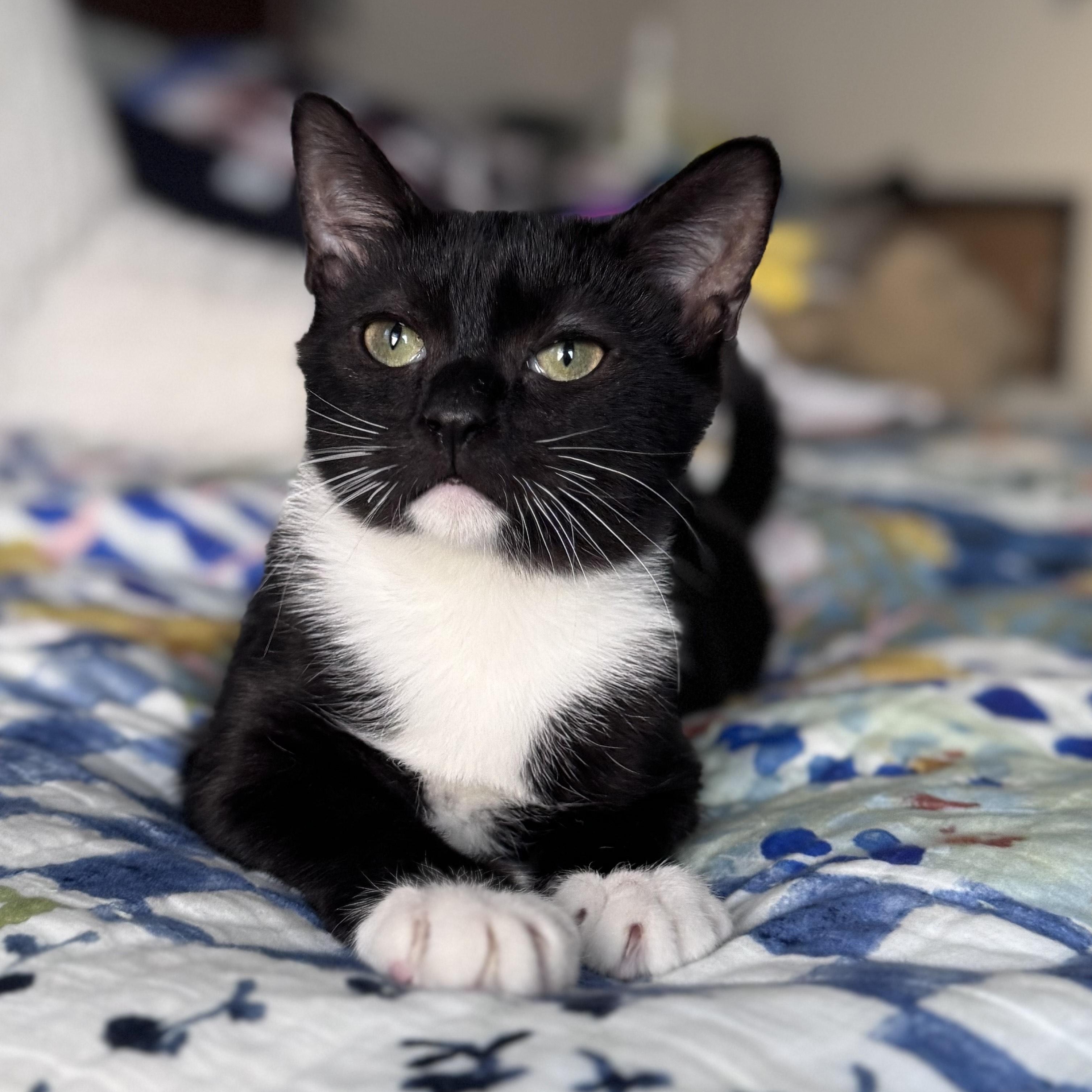 Mushroom, a Adoptable mixed breed in Hyattsville, MD image 3/6