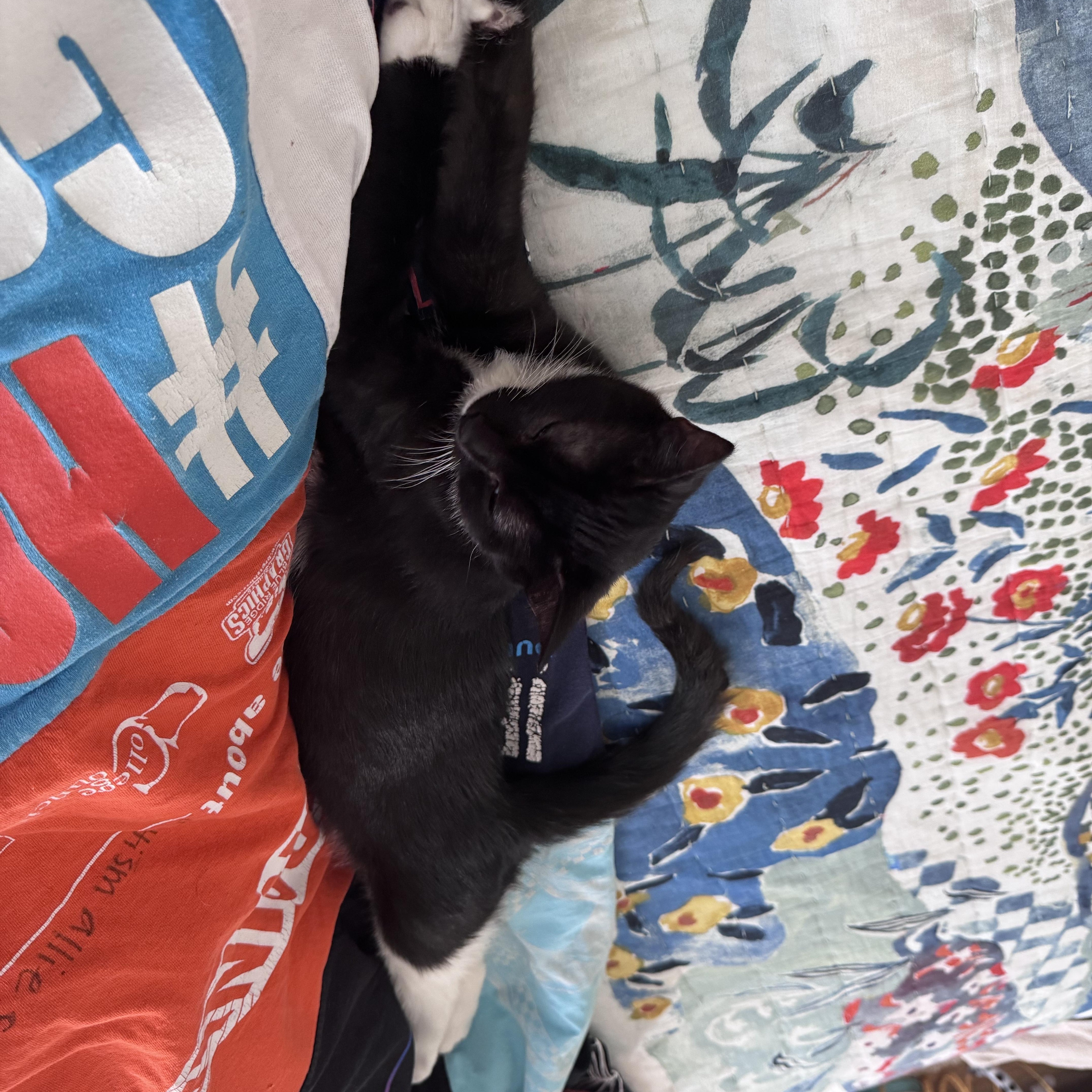 Mushroom, a Adoptable mixed breed in Hyattsville, MD image 6/6