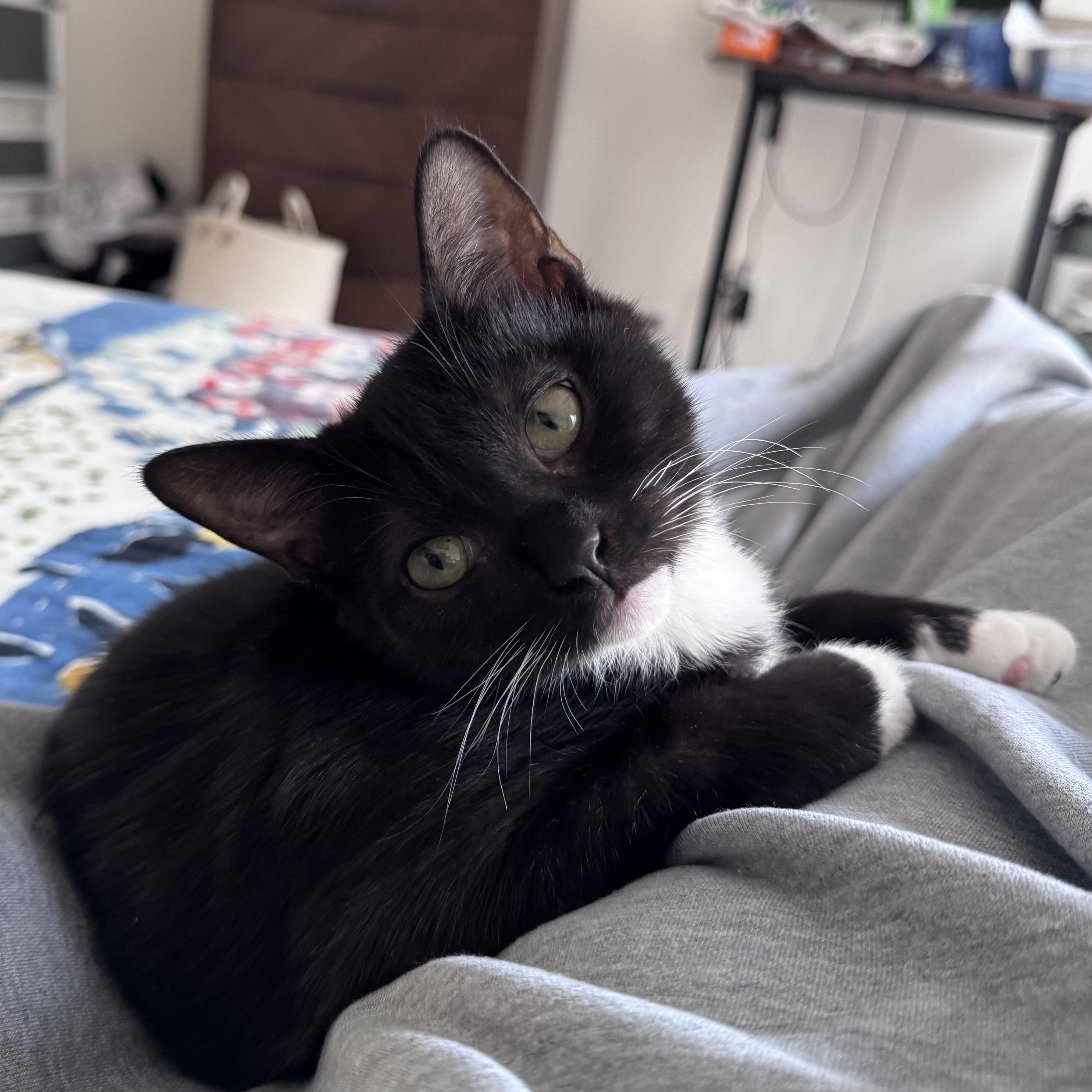 Mushroom, Adoptable, Kitten Male Tuxedo & Domestic Short Hair.