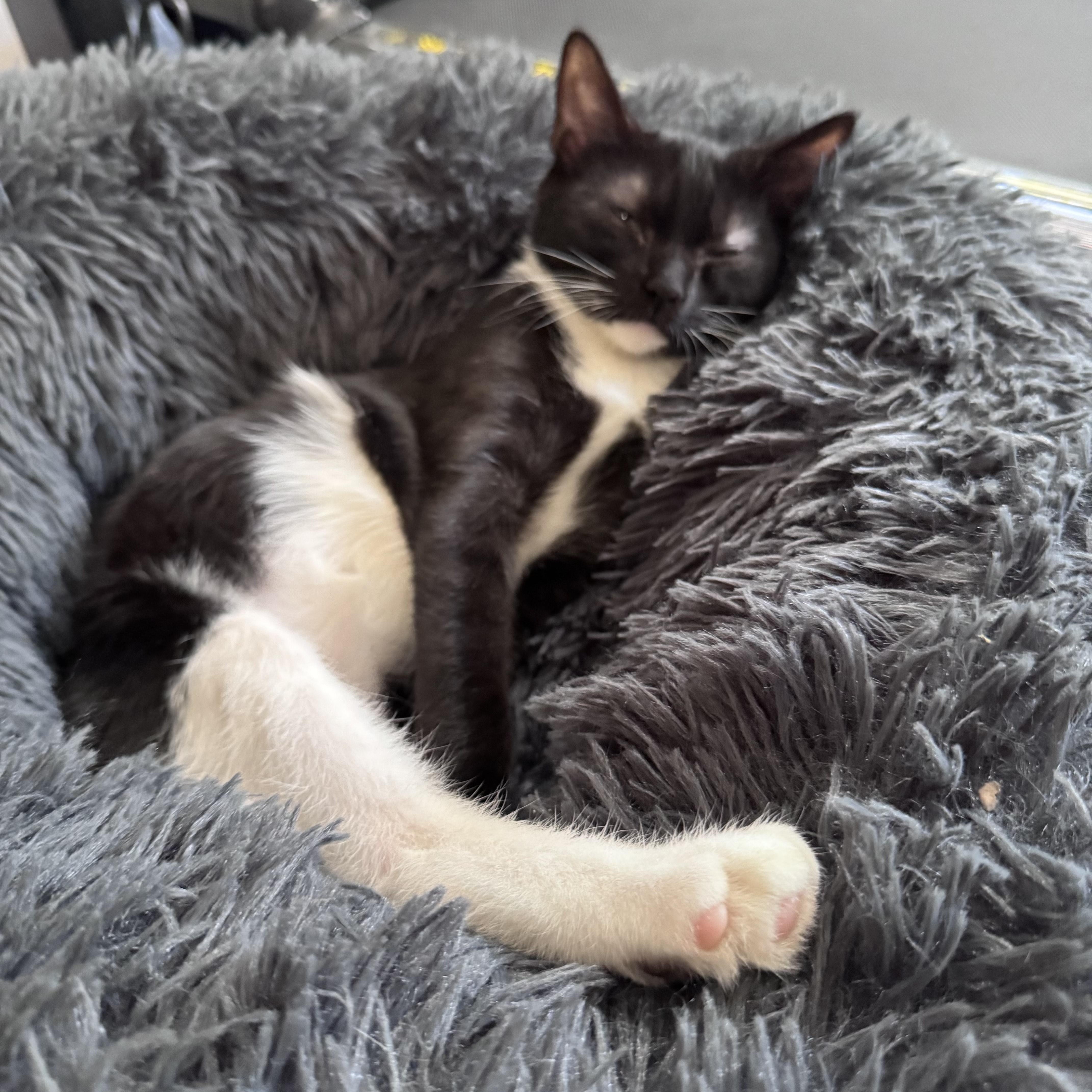 Mushroom, a Adoptable mixed breed in Hyattsville, MD image 4/6