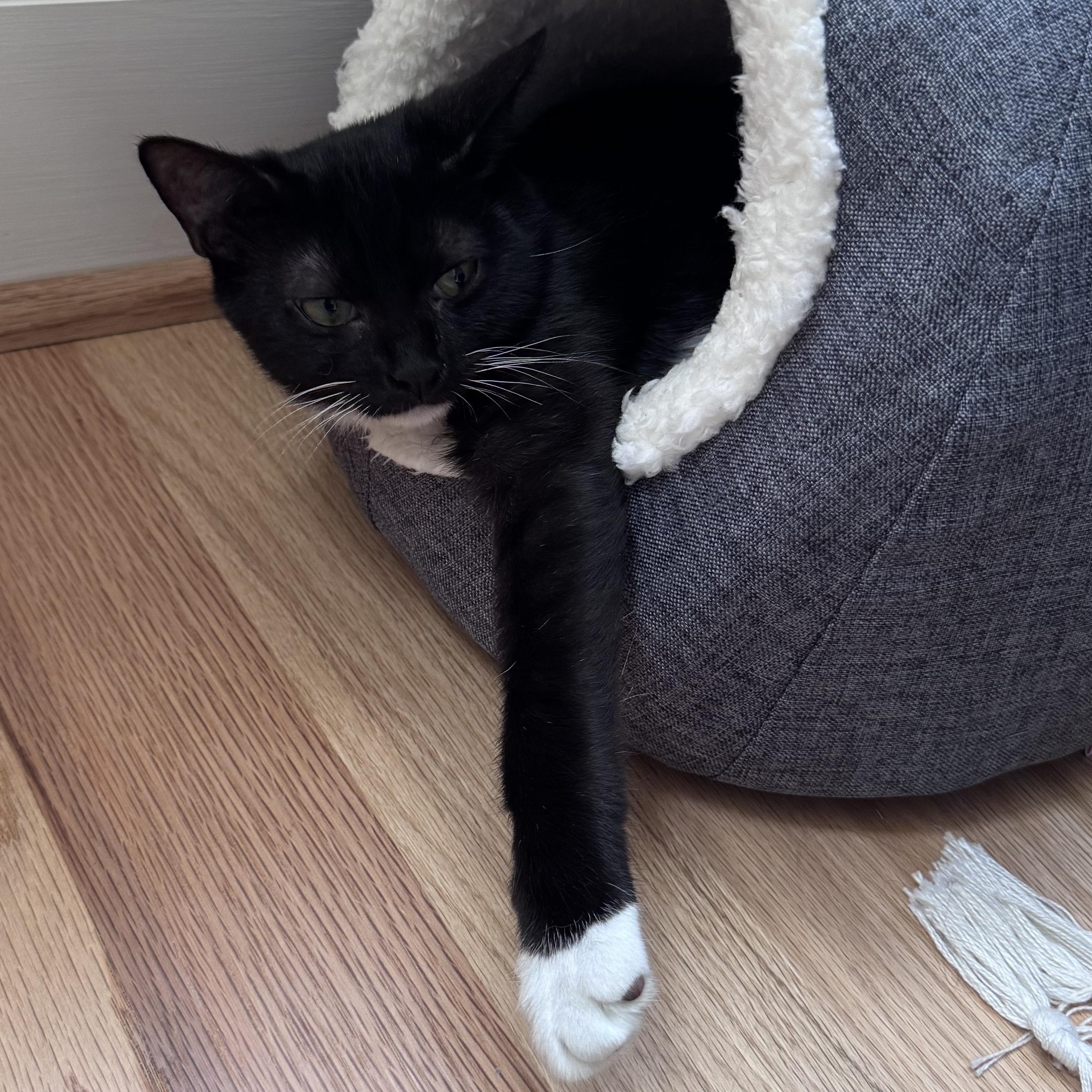 Mushroom, a Adoptable mixed breed in Hyattsville, MD image 5/6