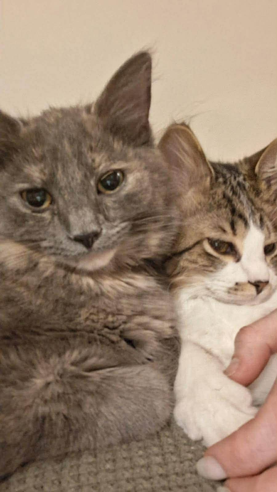 MOXIE & YOO-HOO, adopted, Kitten Male Domestic Long Hair.