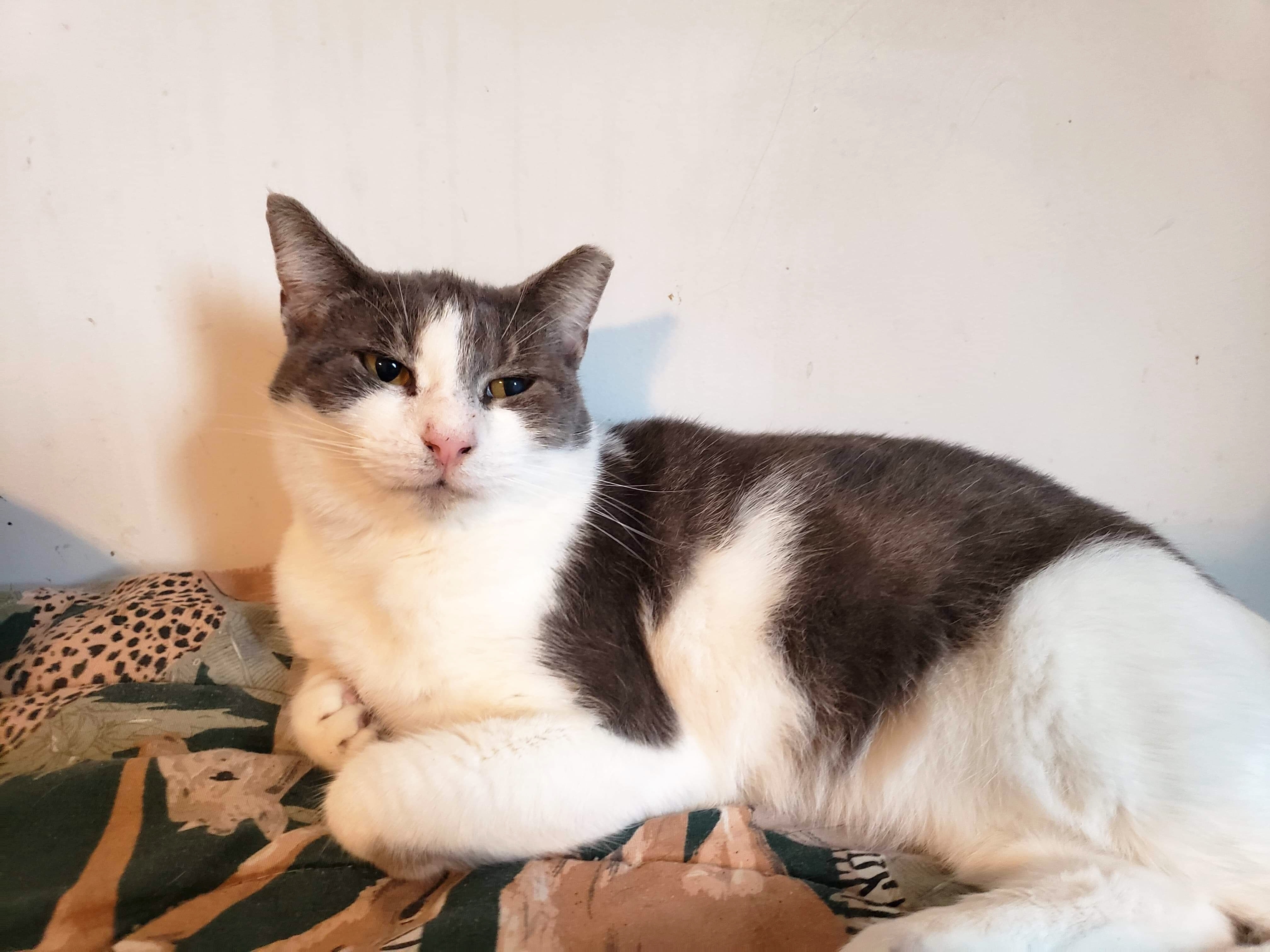 Misty, Adoptable, Young Female Domestic Short Hair.