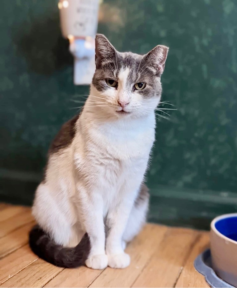 Misty, a Adoptable Domestic Short Hair in Stevensville, MD image 2/6