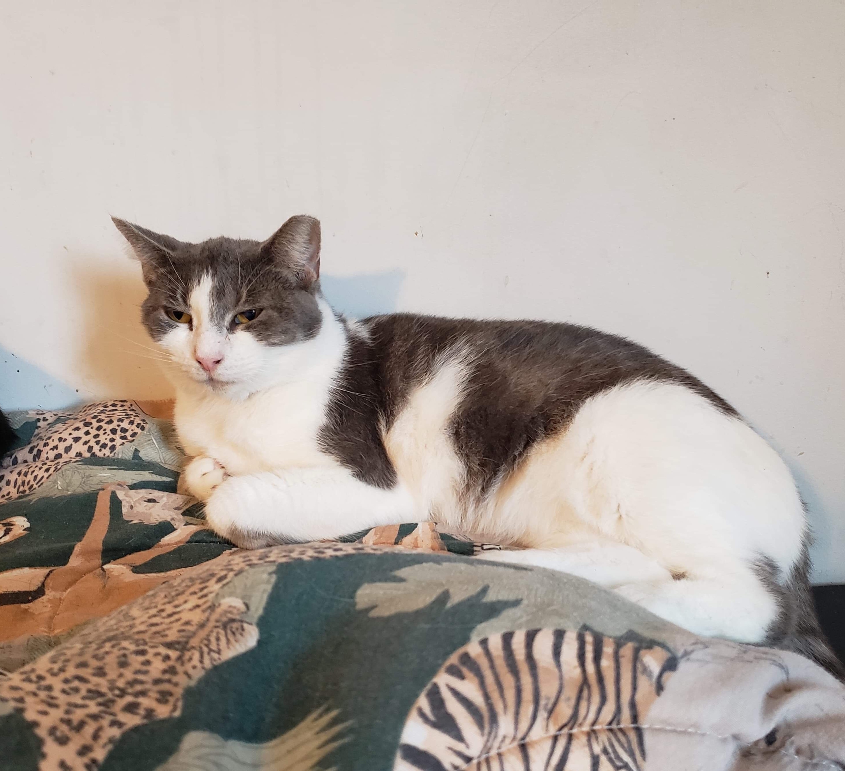 Misty, a Adoptable Domestic Short Hair in Stevensville, MD image 3/6