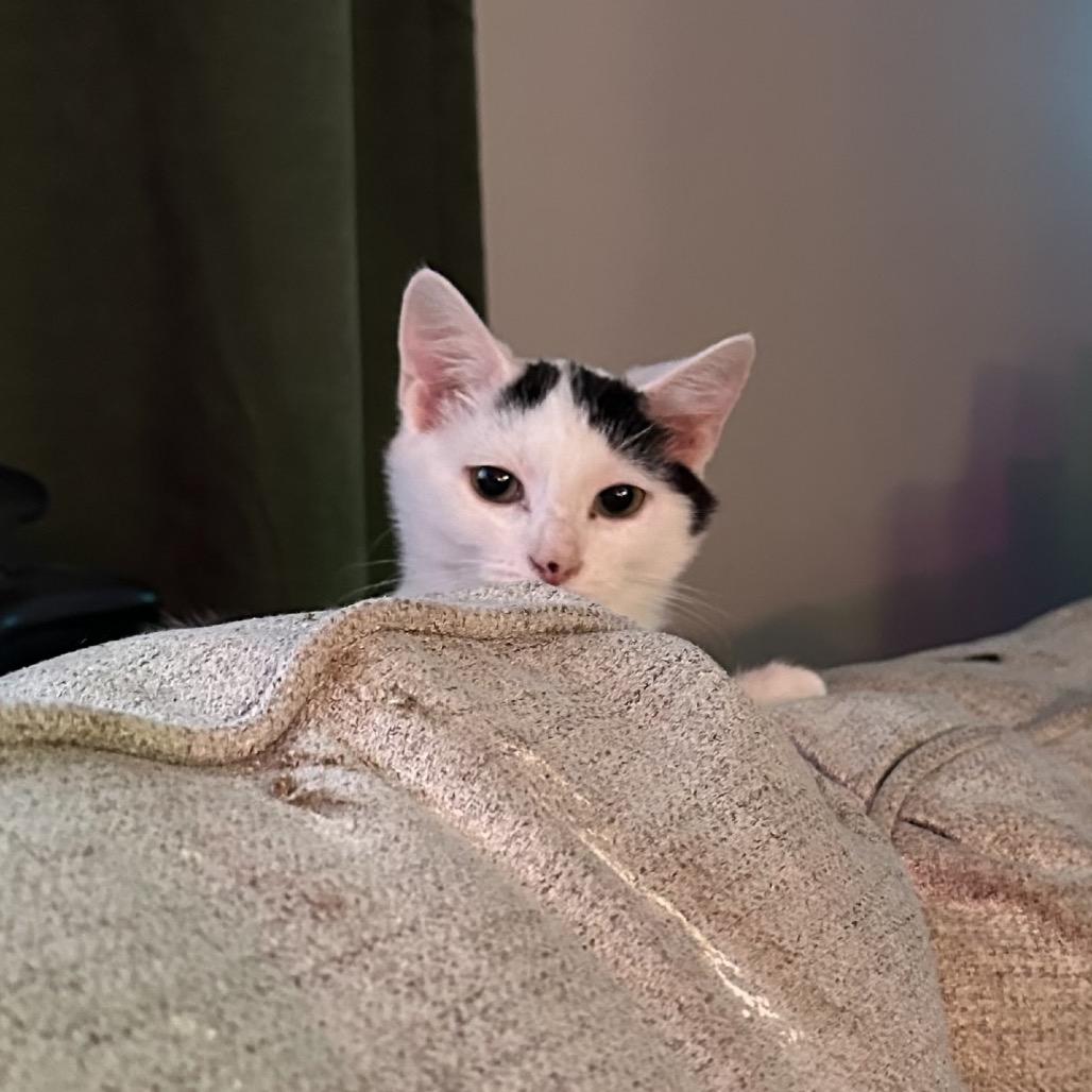 Enlarge Lia, a Adoptable Domestic Short Hair in New Fairfield, CT image 1/5