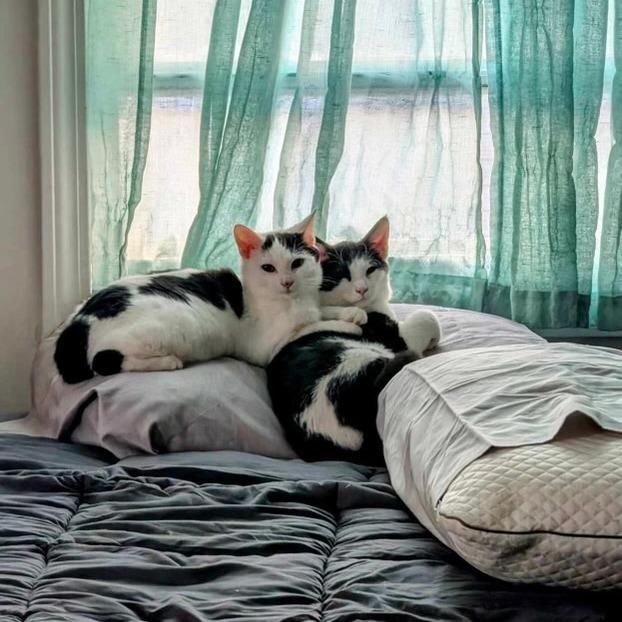 Enlarge Lia, a Adoptable Domestic Short Hair in New Fairfield, CT image 3/5