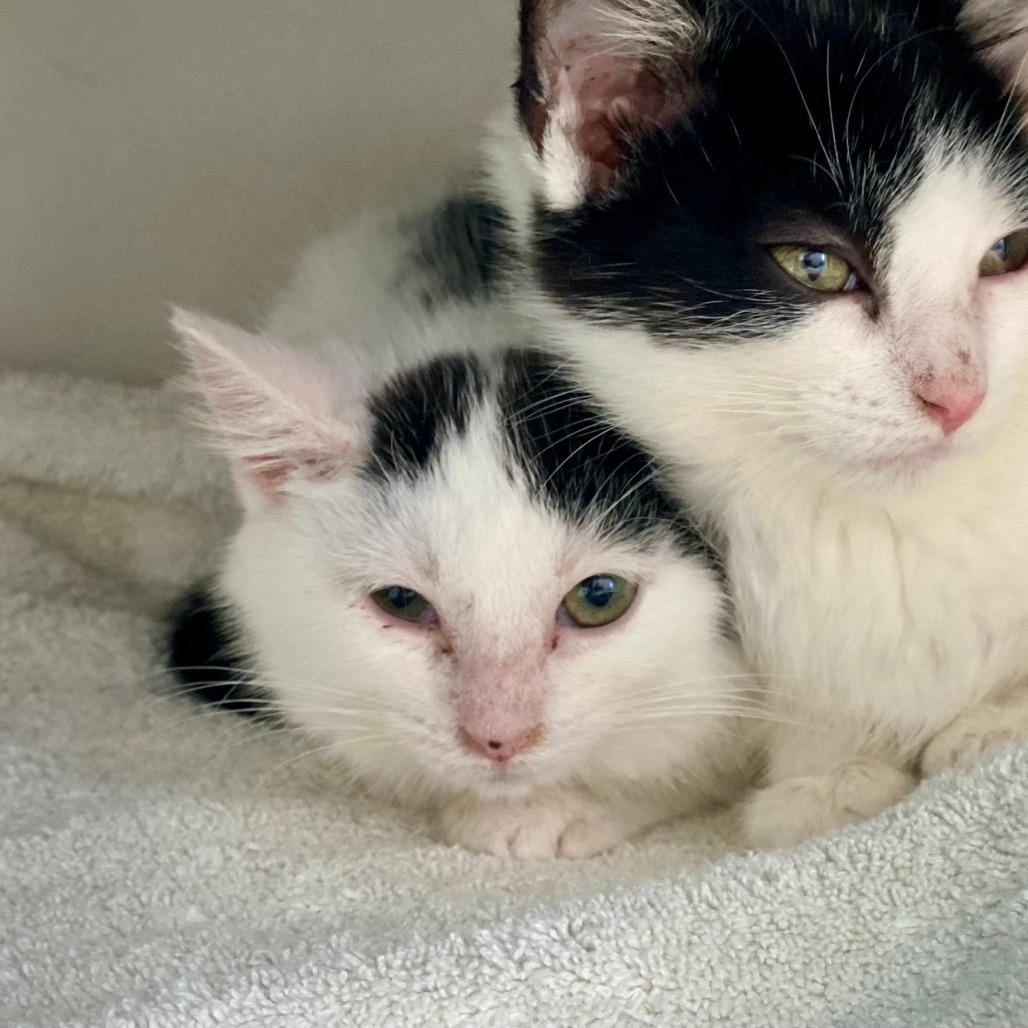 Enlarge Lia, a Adoptable Domestic Short Hair in New Fairfield, CT image 5/5