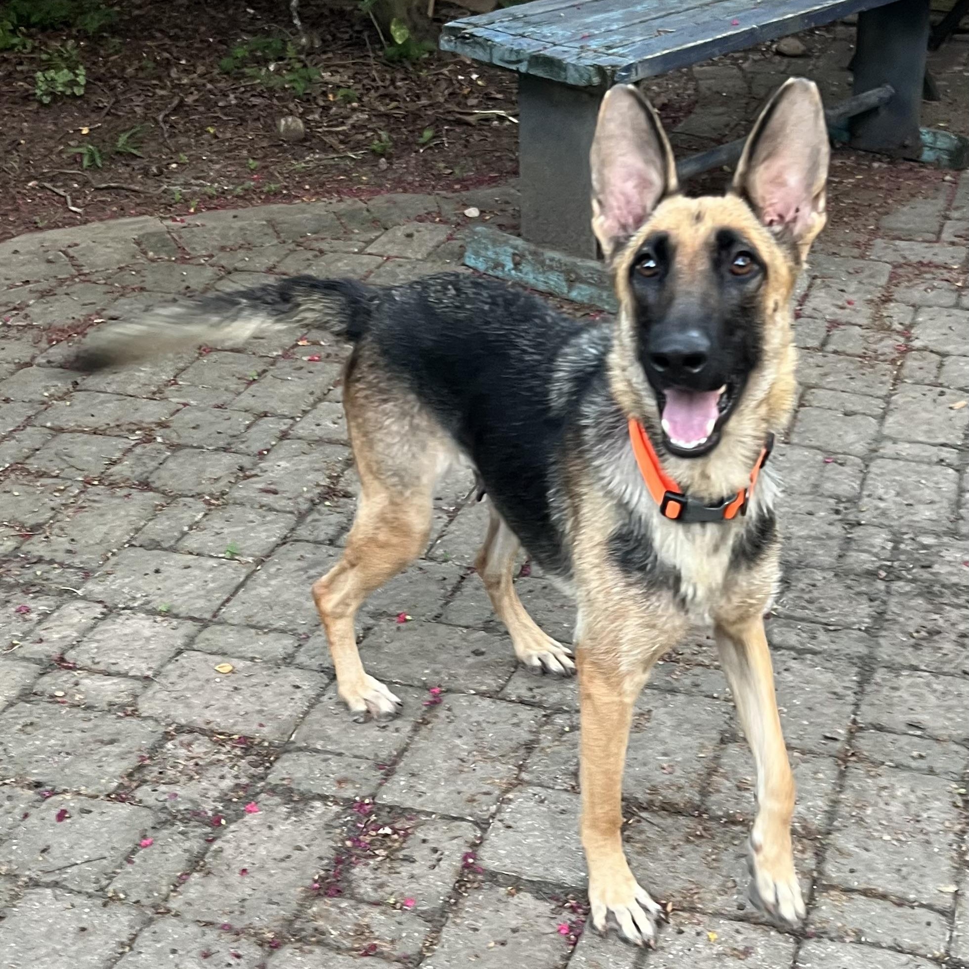 Enlarge Magnolia, a Adoptable German Shepherd Dog in Bellaire, TX image 6/6