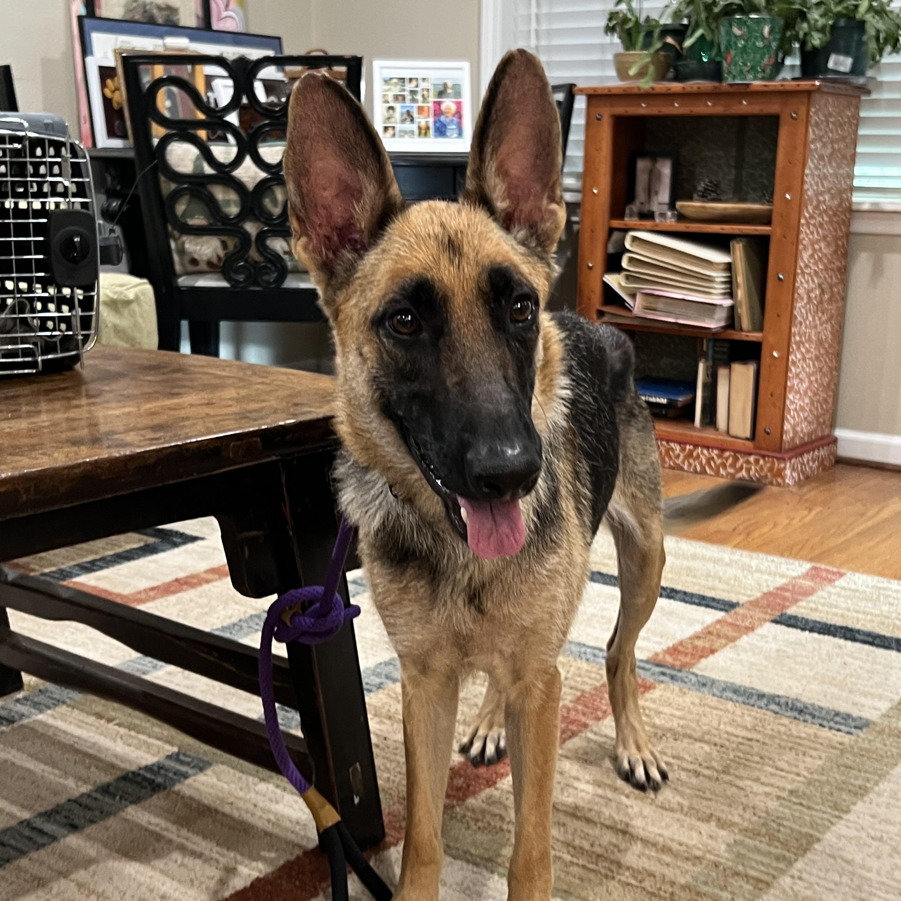 Enlarge Magnolia, a Adoptable German Shepherd Dog in Bellaire, TX image 4/6