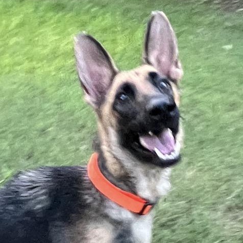 Enlarge Magnolia, a Adoptable German Shepherd Dog in Bellaire, TX image 2/6