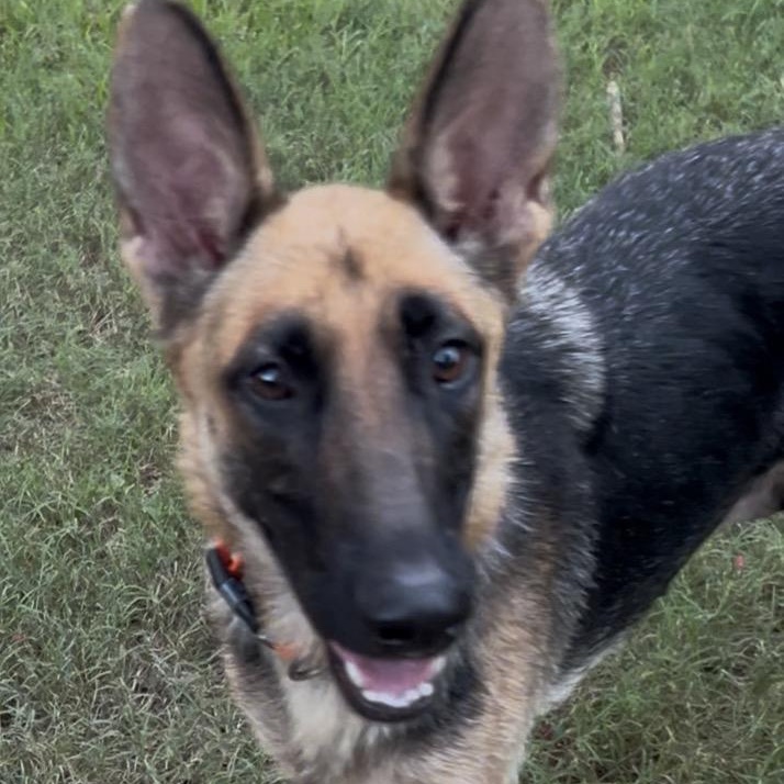 Magnolia, Adoptable, Adult Female German Shepherd Dog.