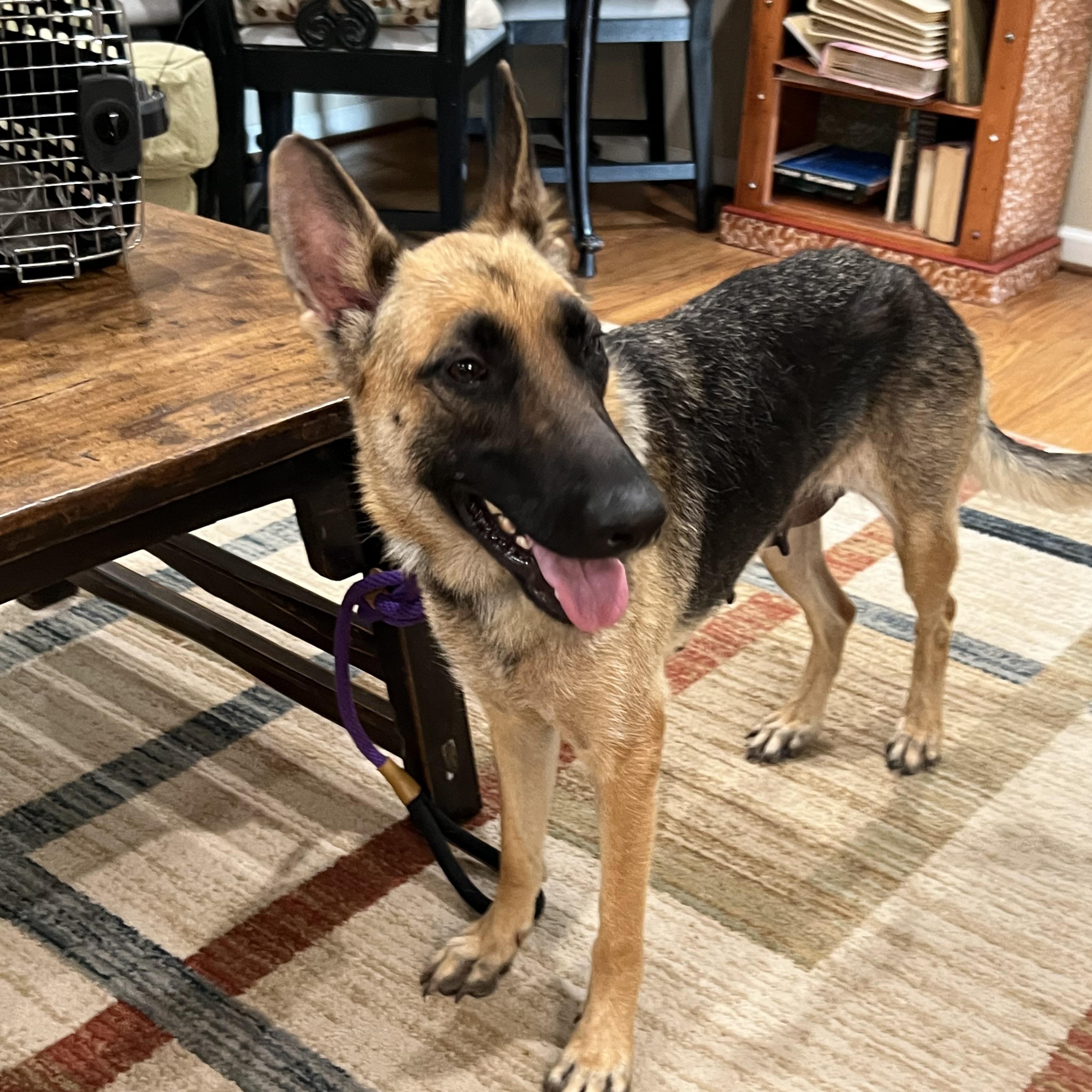 Enlarge Magnolia, a Adoptable German Shepherd Dog in Bellaire, TX image 5/6