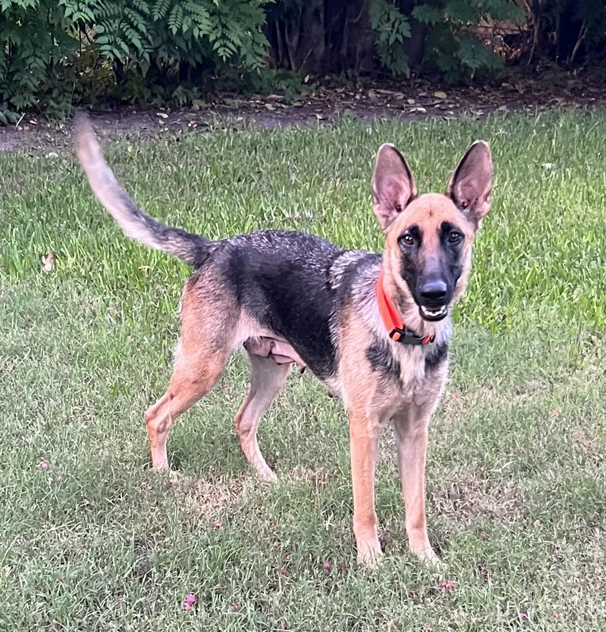 Enlarge Magnolia, a Adoptable German Shepherd Dog in Bellaire, TX image 3/6