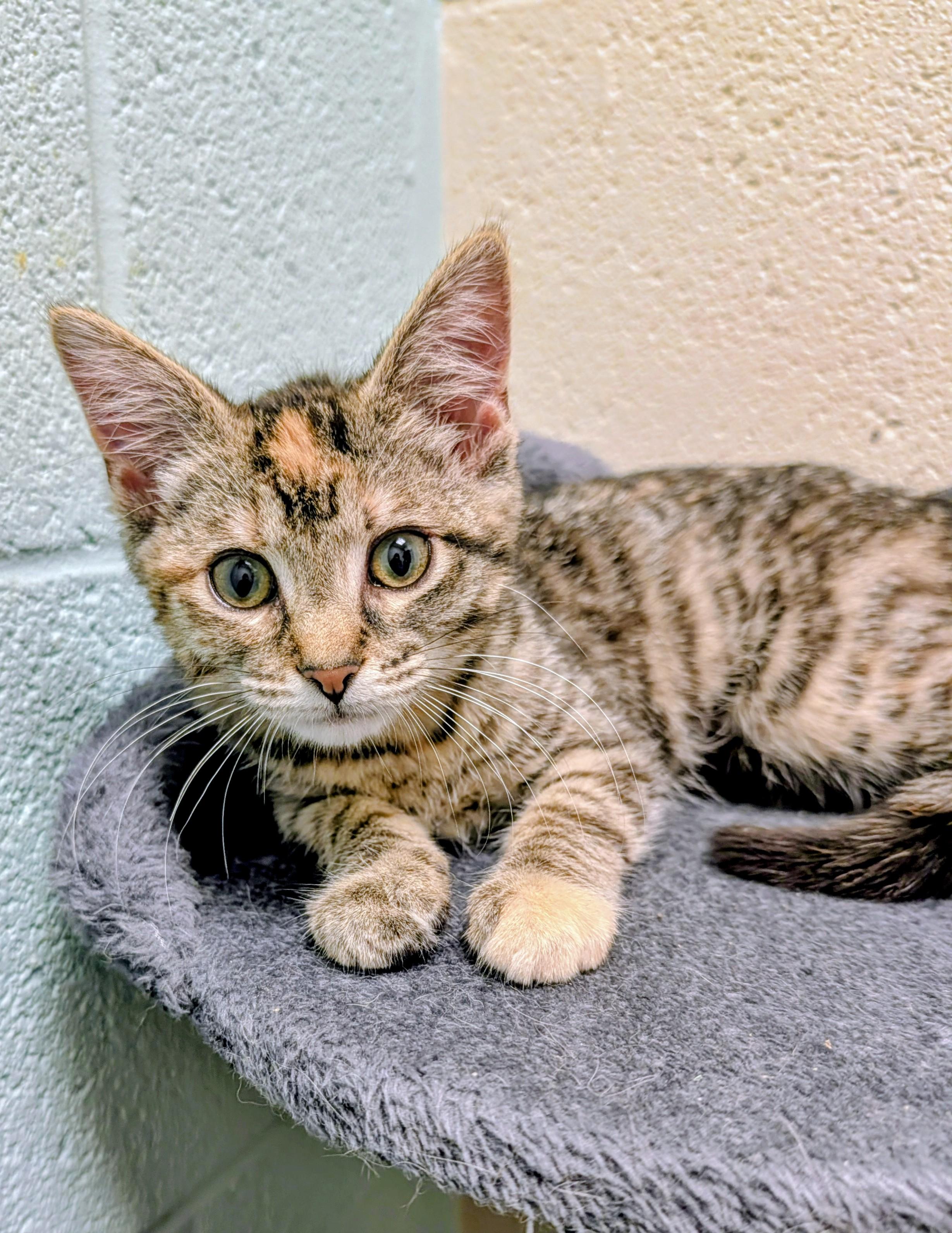 Delores, adopted, Young Female Domestic Short Hair.