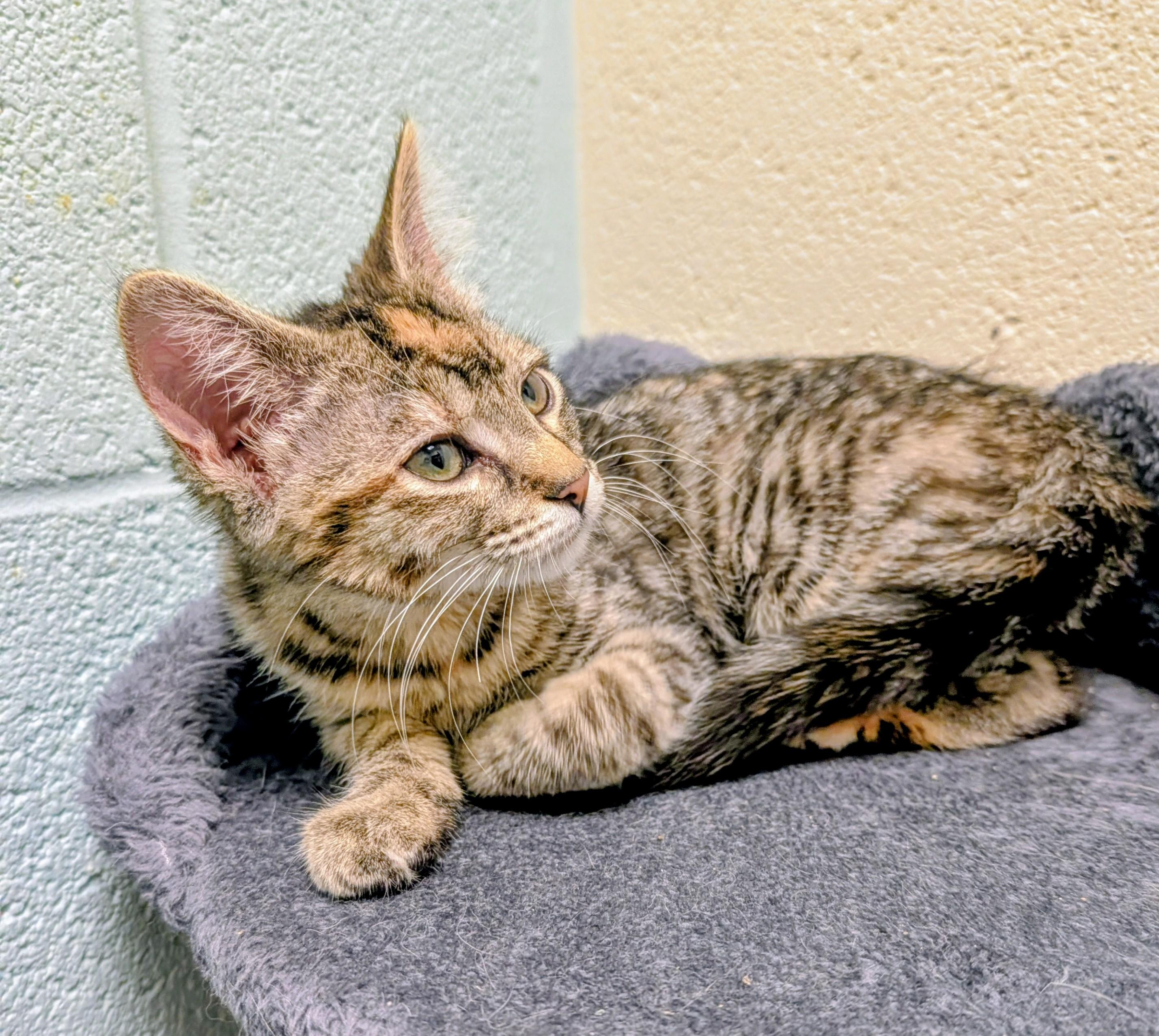 Delores, an adopted mixed breed in Mount Juliet, TN image 2/2
