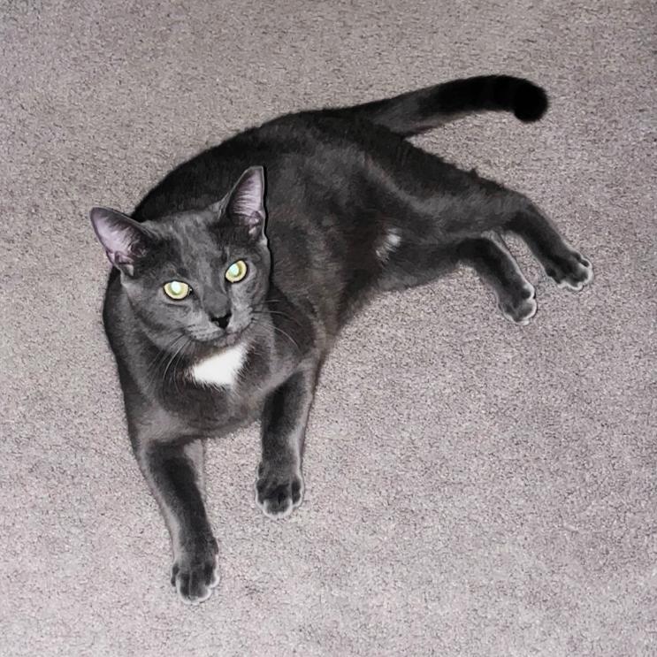 Enlarge Shadow, a ADOPTABLE Domestic Short Hair in Piscataway, NJ image 2/2