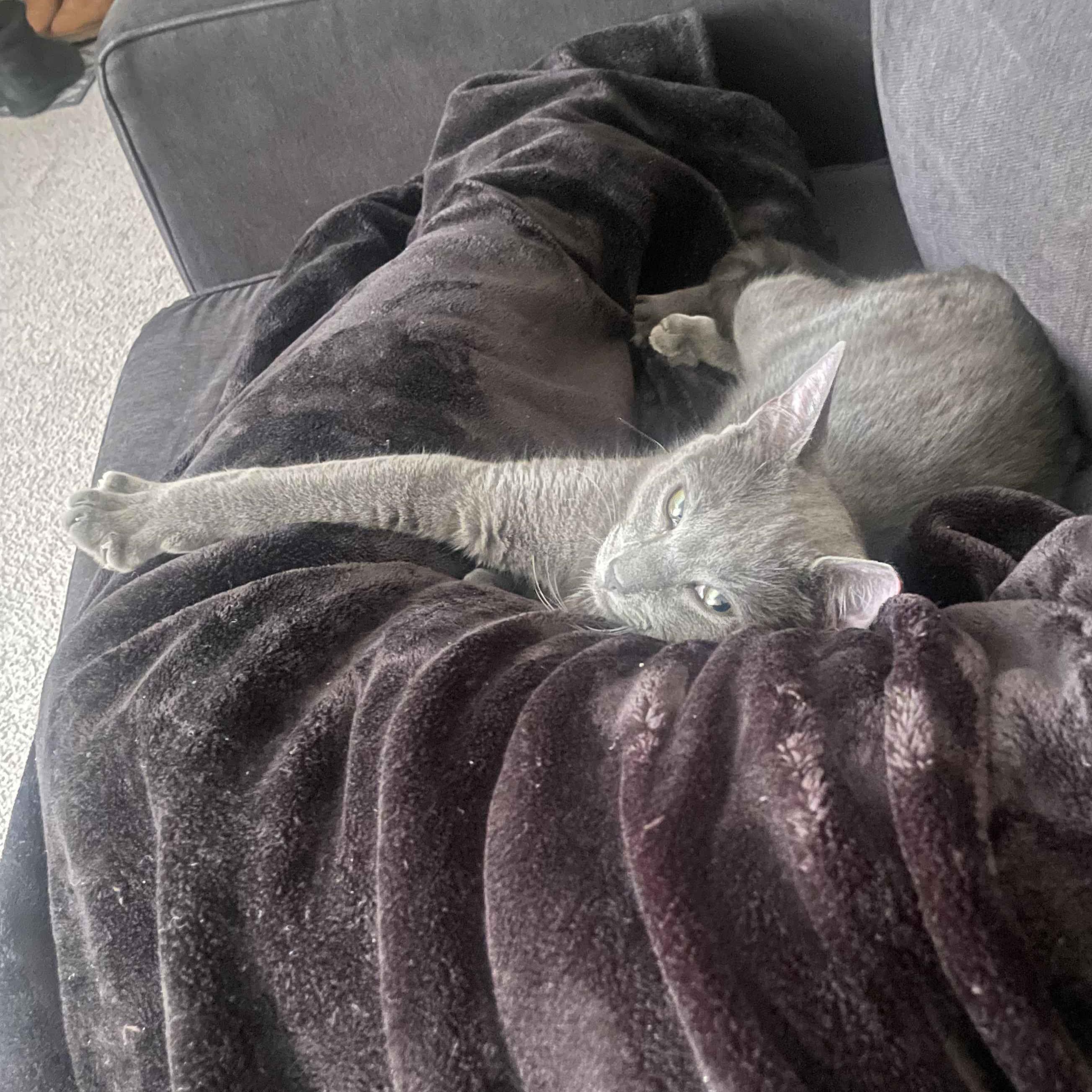 Enlarge Shadow, a ADOPTABLE Domestic Short Hair in Piscataway, NJ image 1/2