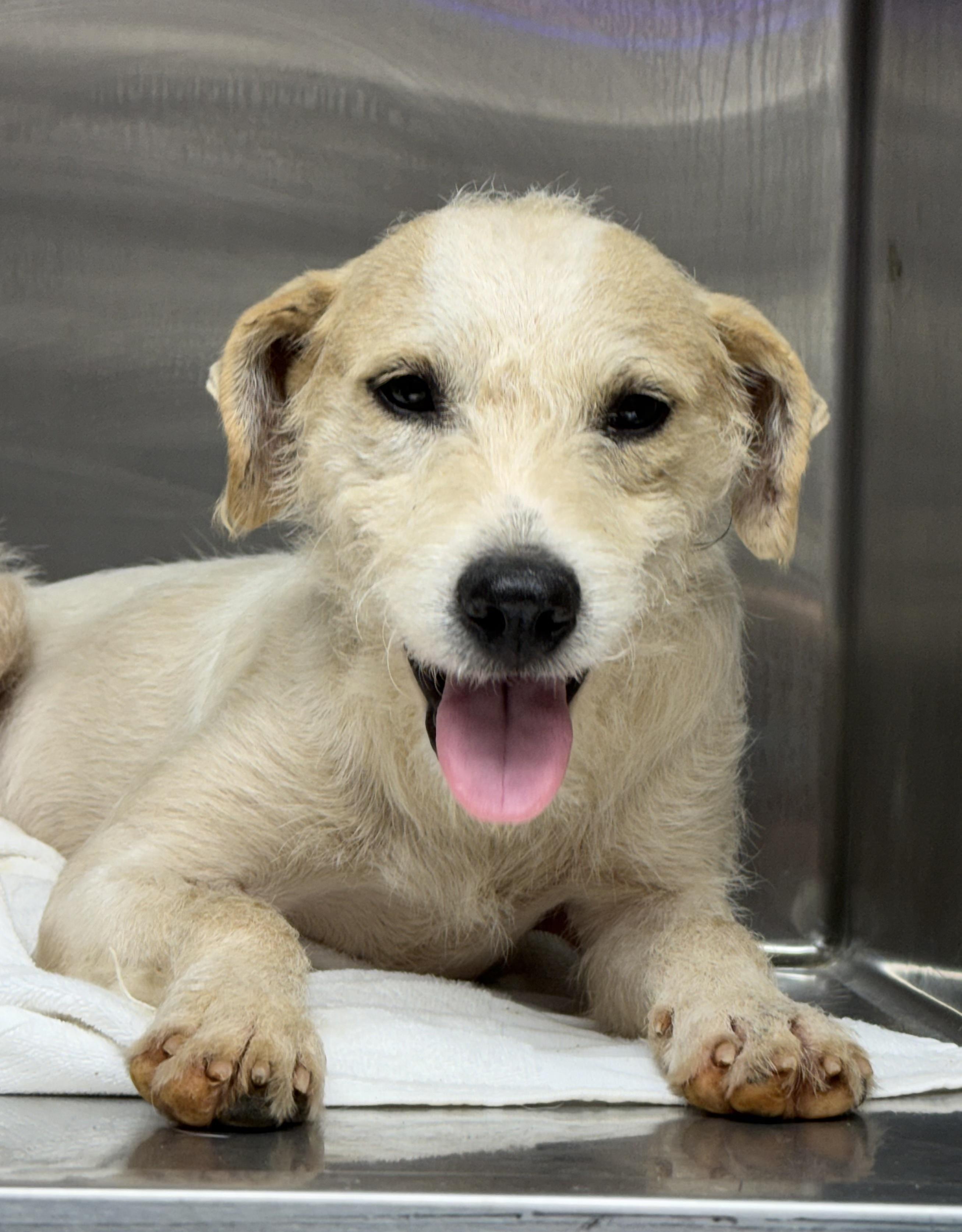 Gibbor, adopted, Adult Male Border Terrier.
