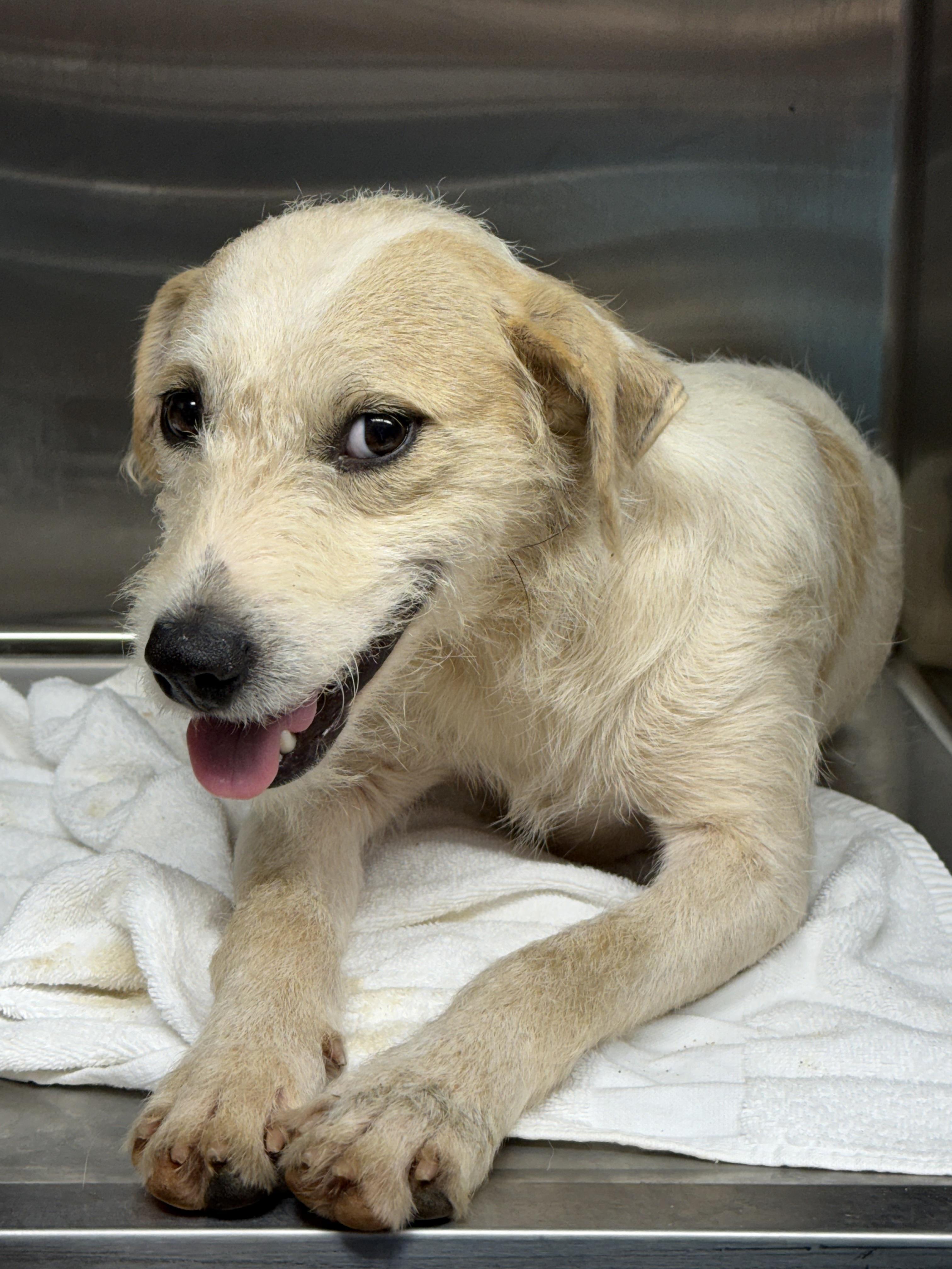 Gibbor, an adopted mixed breed in Pawleys Island, SC image 2/2