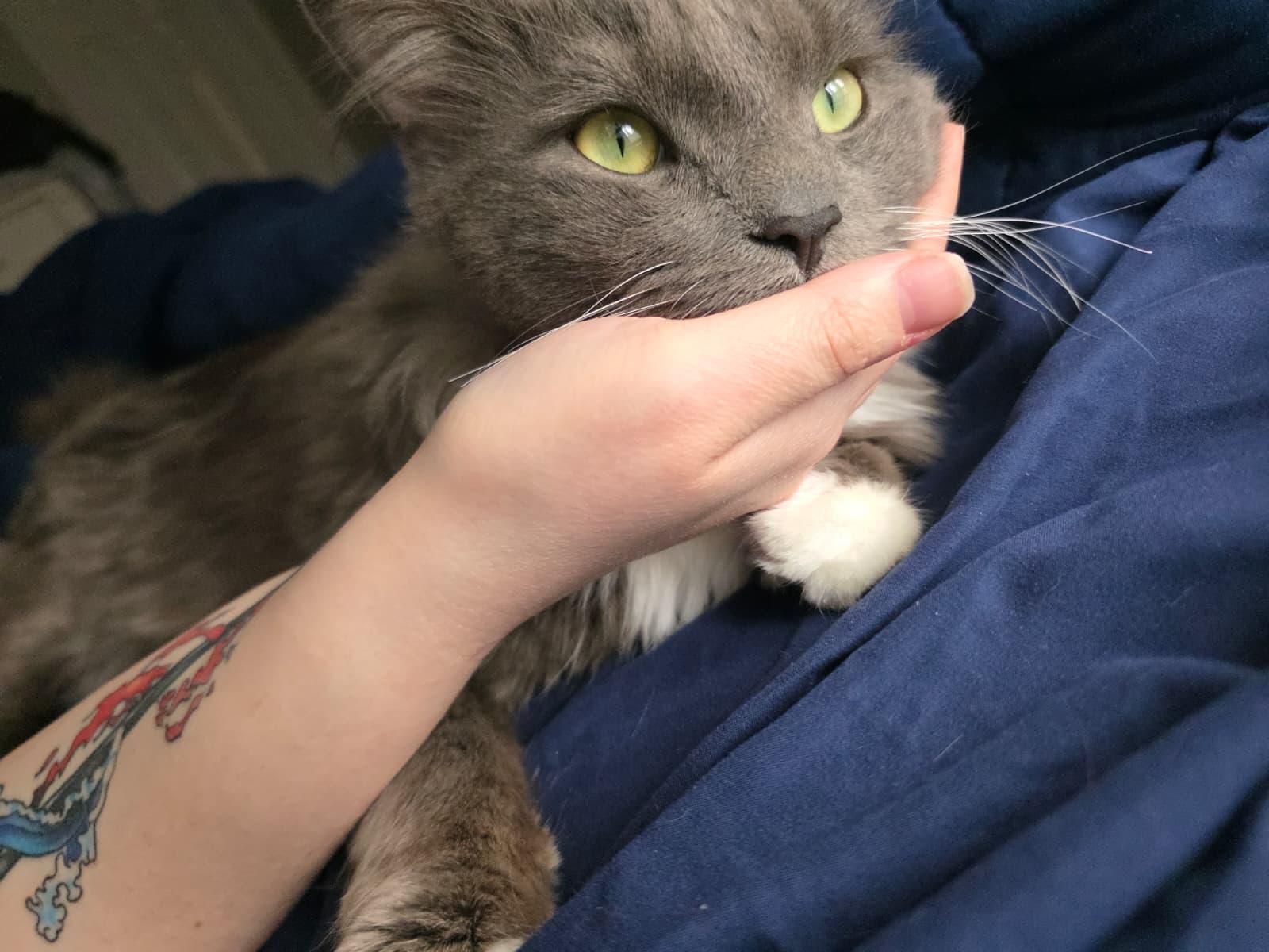 Enlarge Karim, a ADOPTABLE Domestic Long Hair in Sandy Springs, GA image 5/5