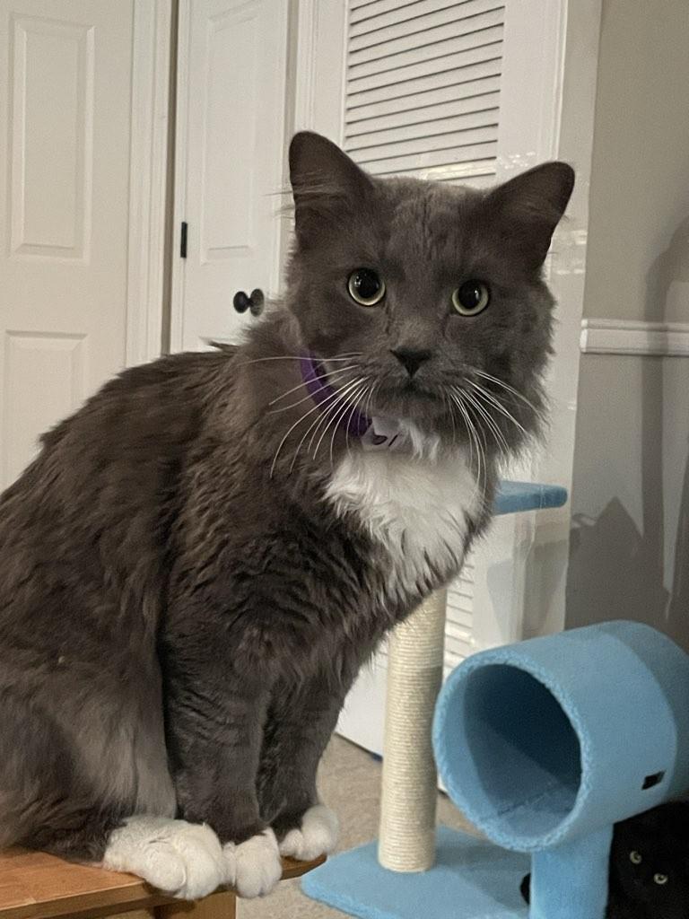 Enlarge Karim, a ADOPTABLE Domestic Long Hair in Sandy Springs, GA image 4/5