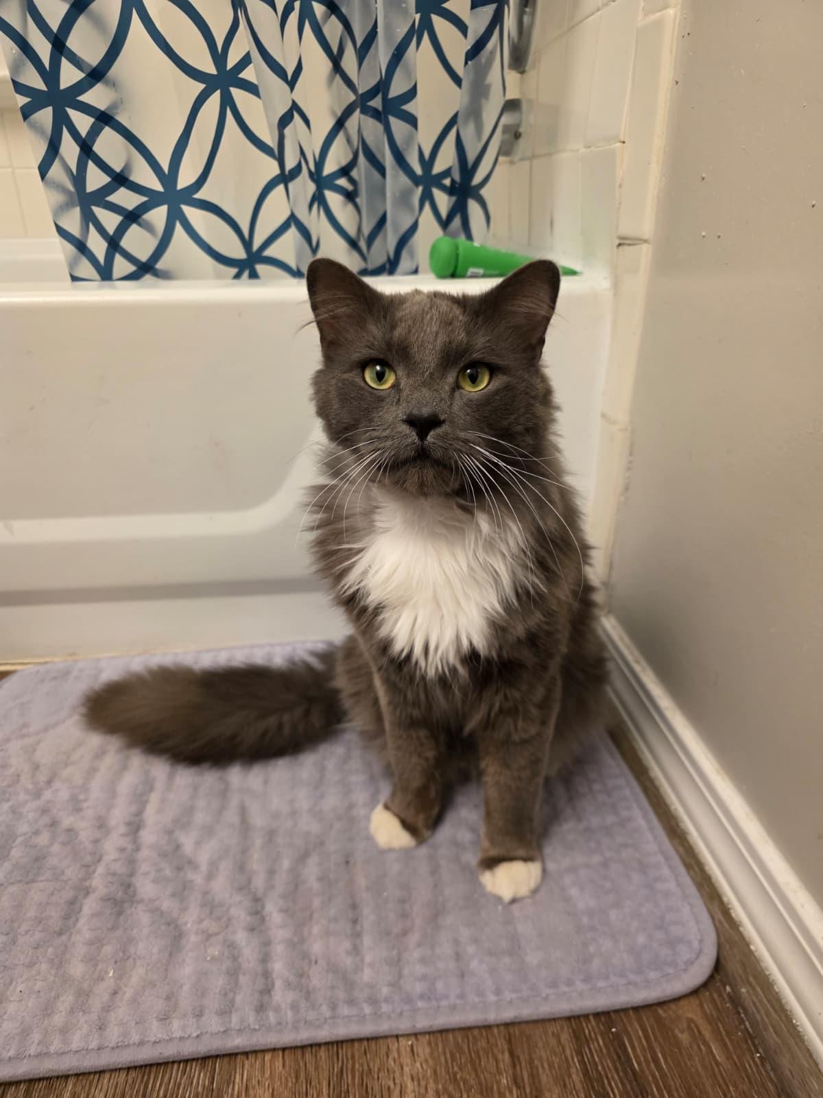 Enlarge Karim, a ADOPTABLE Domestic Long Hair in Sandy Springs, GA image 2/5