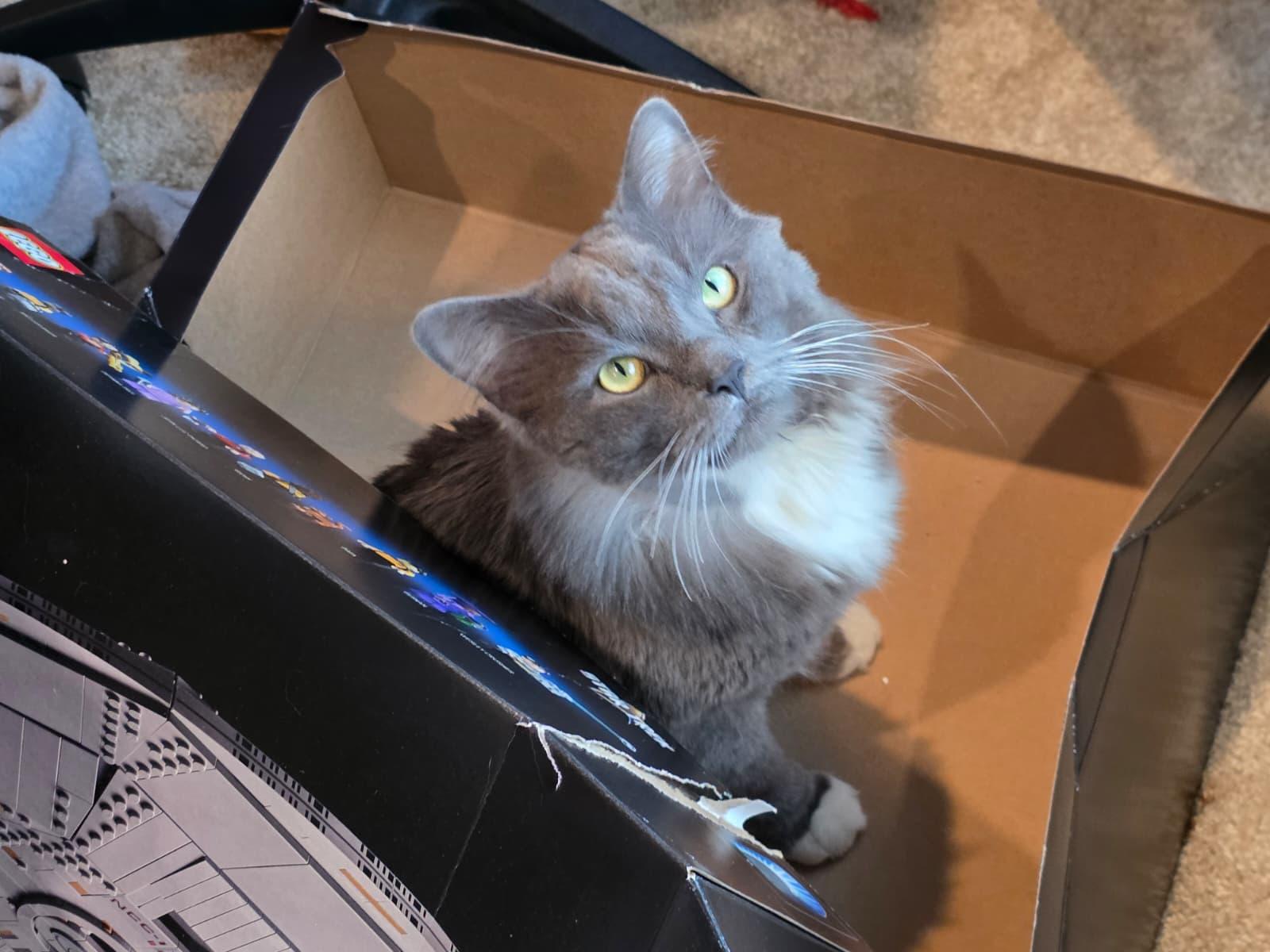 Enlarge Karim, a ADOPTABLE Domestic Long Hair in Sandy Springs, GA image 3/5