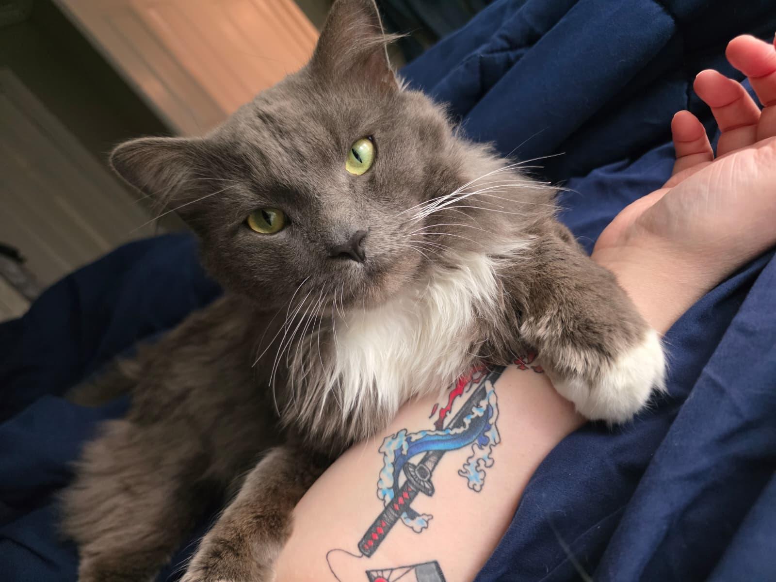 Enlarge Karim, a ADOPTABLE Domestic Long Hair in Sandy Springs, GA image 1/5