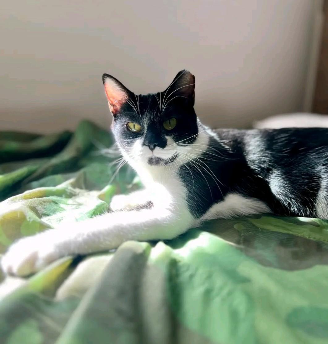 Penguin, Adoptable, Young Female Domestic Short Hair.