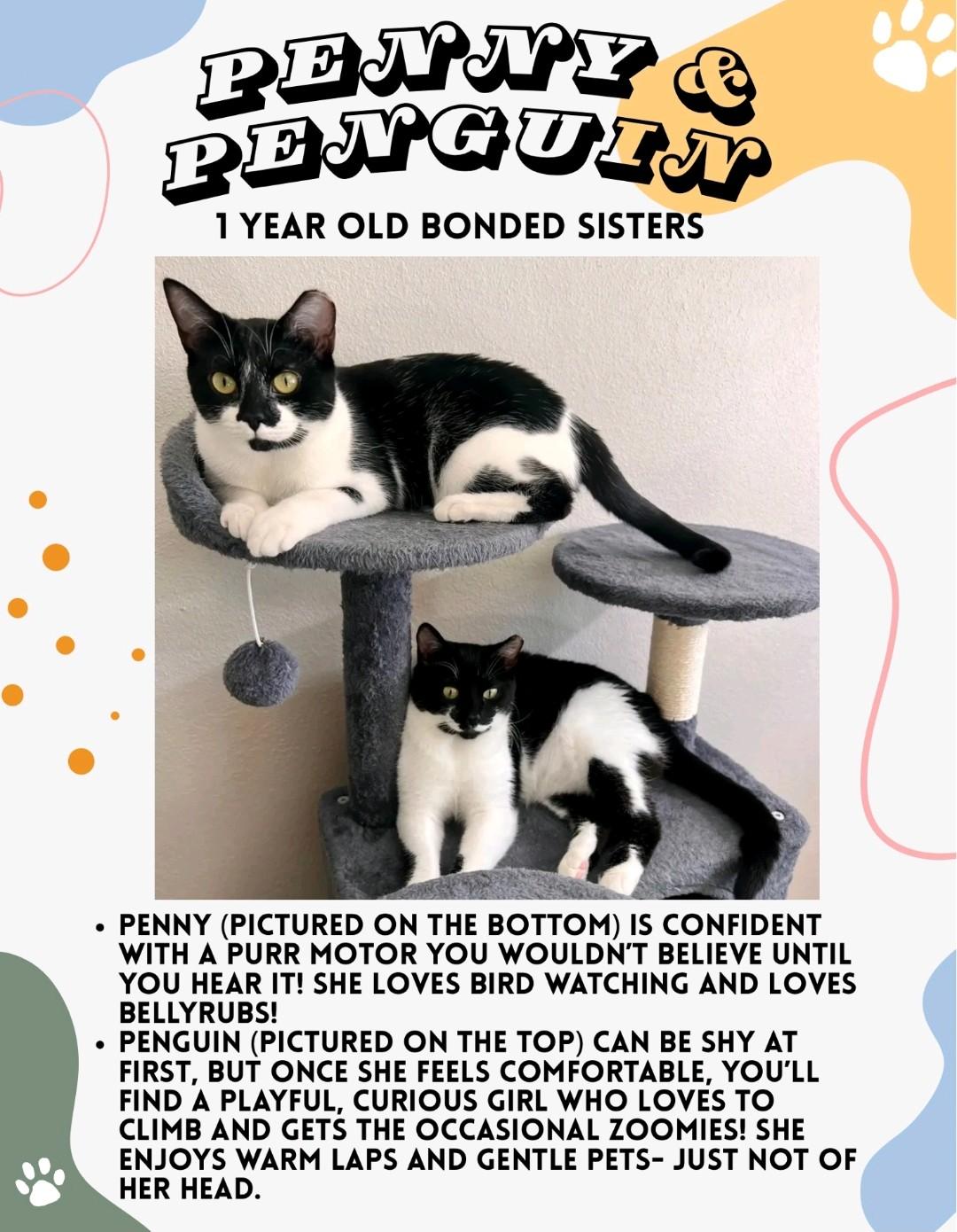 Enlarge Penguin, a Adoptable Domestic Short Hair in Reno, NV image 3/3
