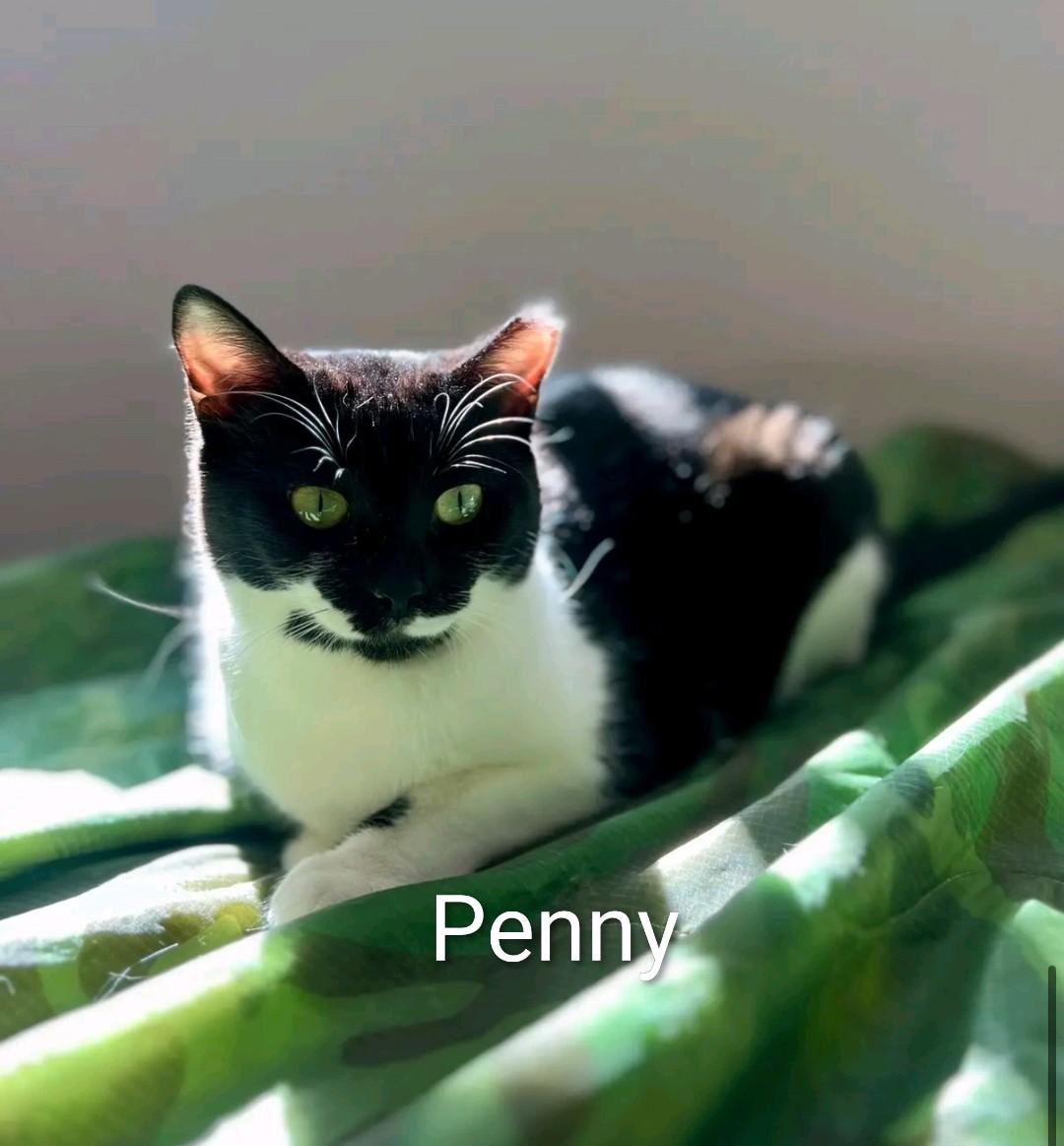 Enlarge Penguin, a Adoptable Domestic Short Hair in Reno, NV image 2/3