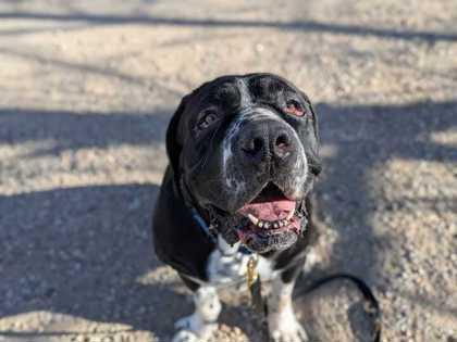 Cookie, Adoptable, Adult Female Bullmastiff & Mixed Breed.
