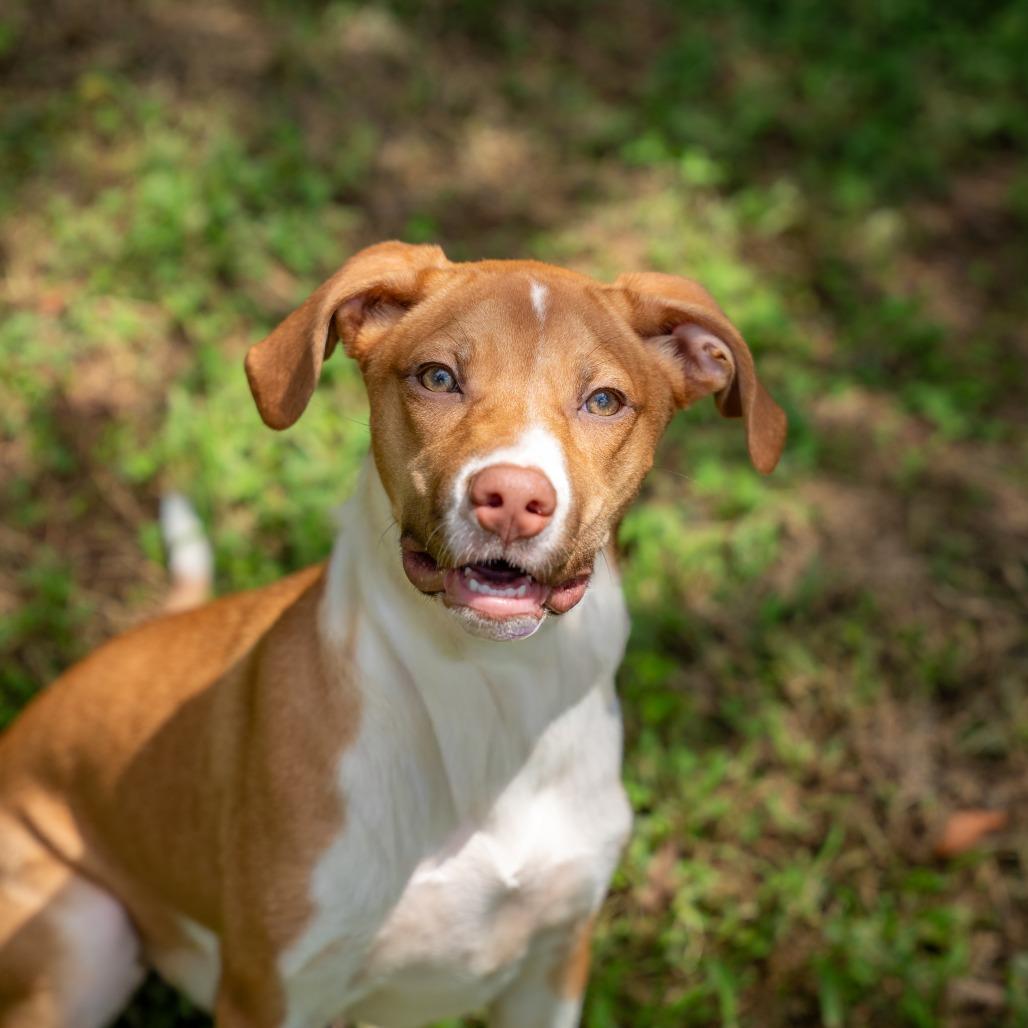 Enlarge Thelma, a Adoptable mixed breed in Gainesville, GA image 1/2