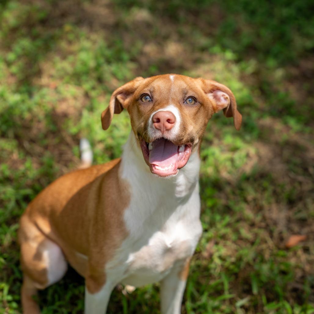 Enlarge Thelma, a Adoptable mixed breed in Gainesville, GA image 2/2