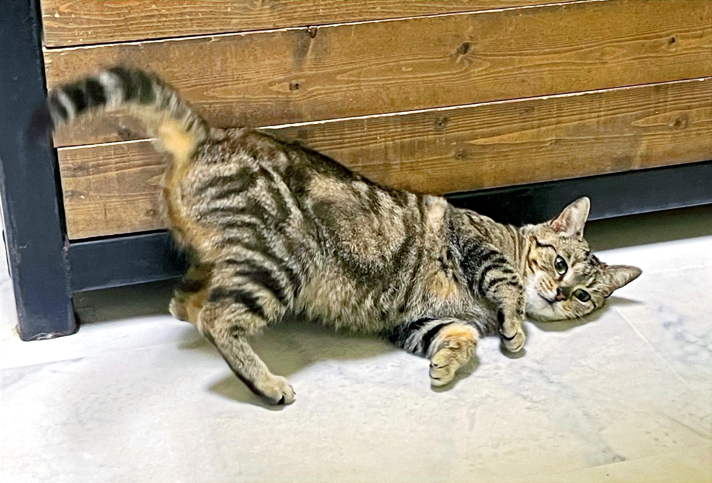 Pebbles, a Adoptable Domestic Short Hair in Columbia, KY image 2/5