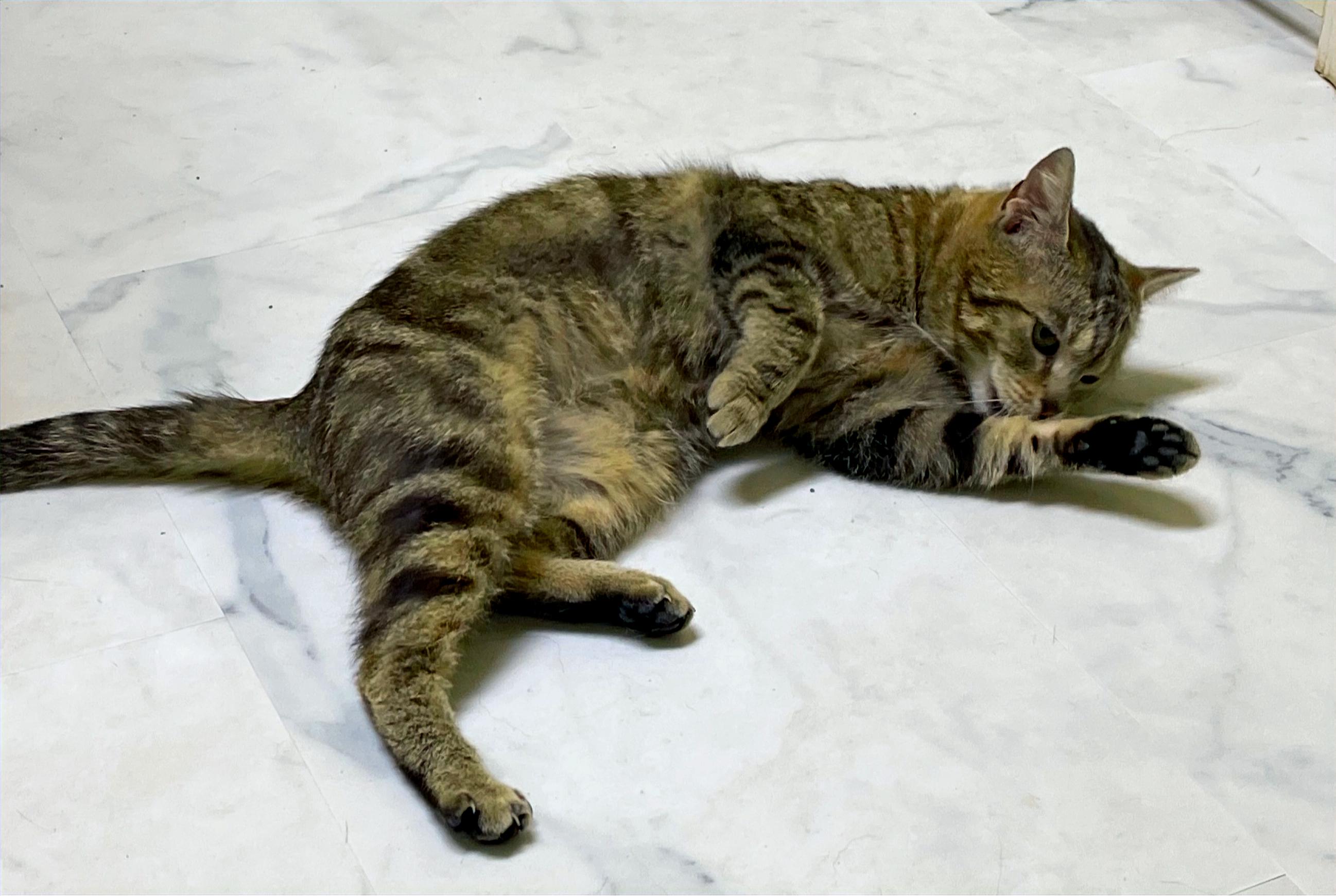 Pebbles, a Adoptable Domestic Short Hair in Columbia, KY image 3/5