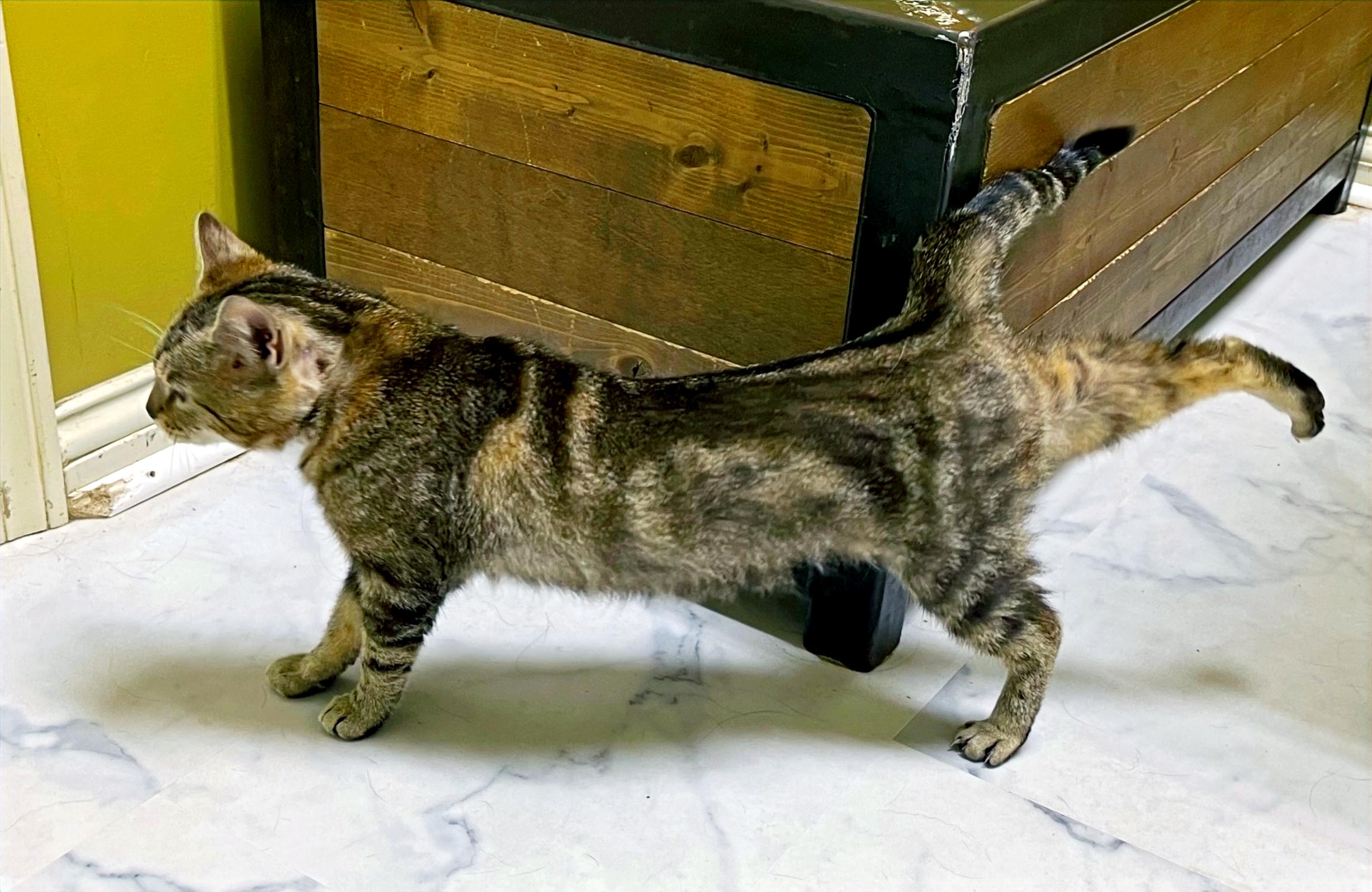 Pebbles, a Adoptable Domestic Short Hair in Columbia, KY image 4/5