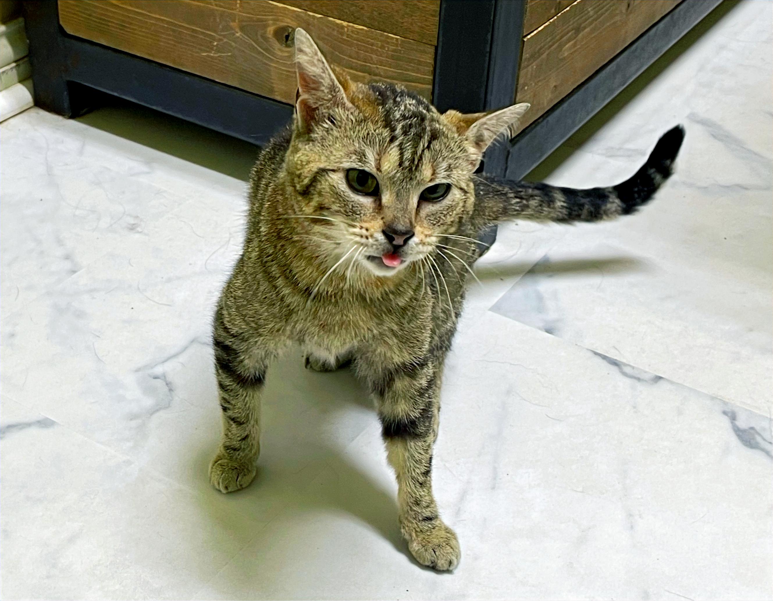 Pebbles, a Adoptable Domestic Short Hair in Columbia, KY image 5/5