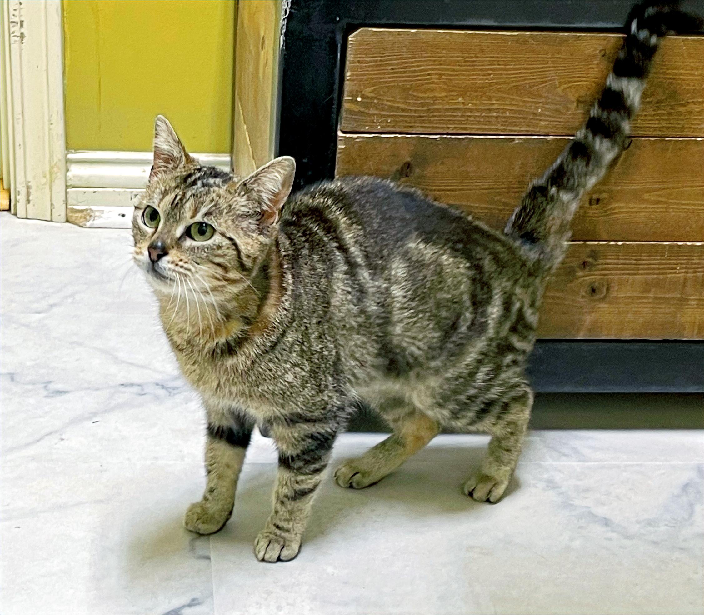 Pebbles, a Adoptable Domestic Short Hair in Columbia, KY image 1/5