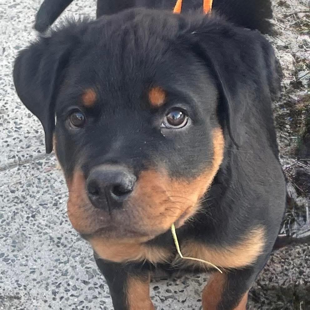 Rudolph, ADOPTABLE, Puppy Male Rottweiler.