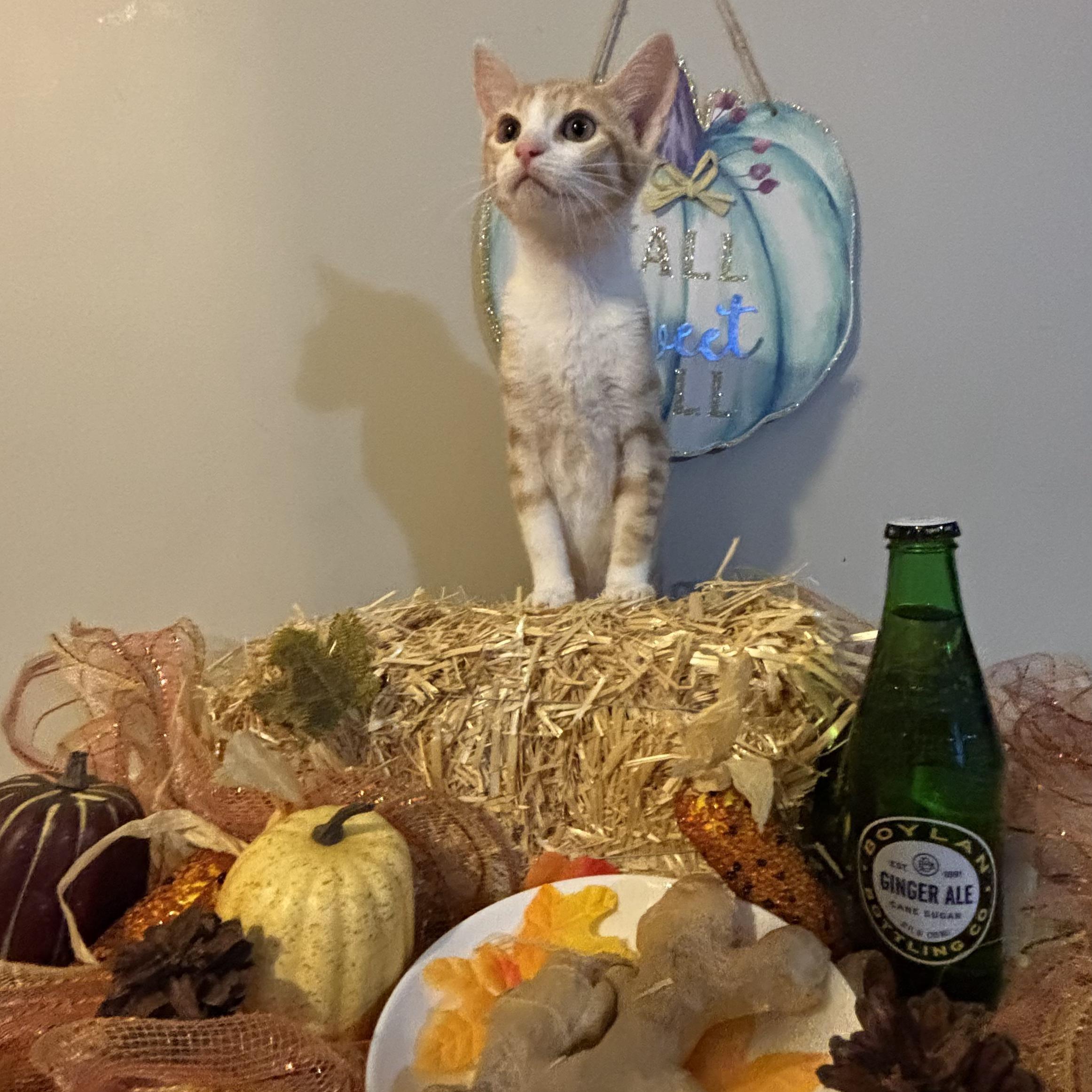 Ginger, Adoptable, Kitten Female Bengal & Domestic Medium Hair.