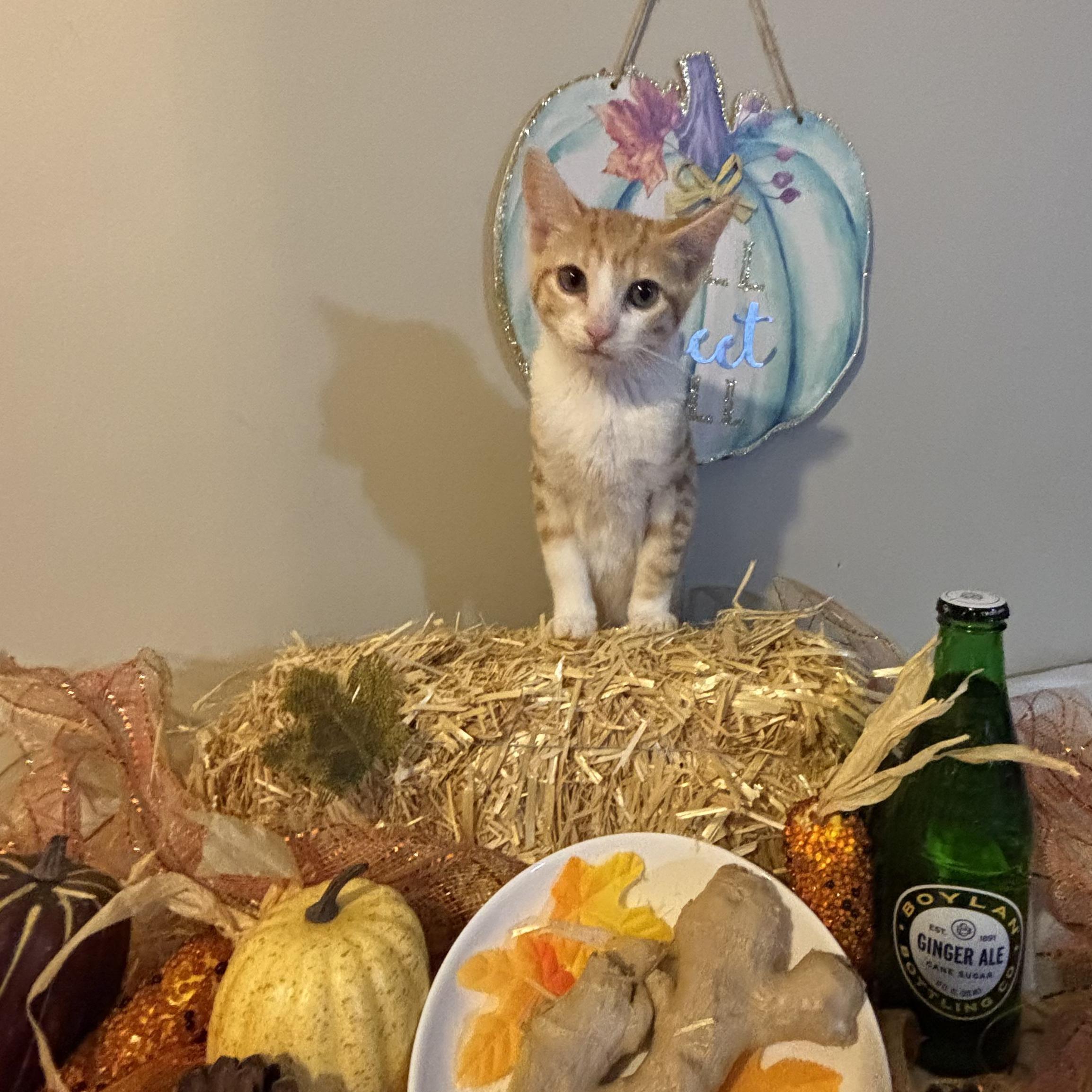 Enlarge Ginger, a Adoptable mixed breed in Concord, NC image 3/5